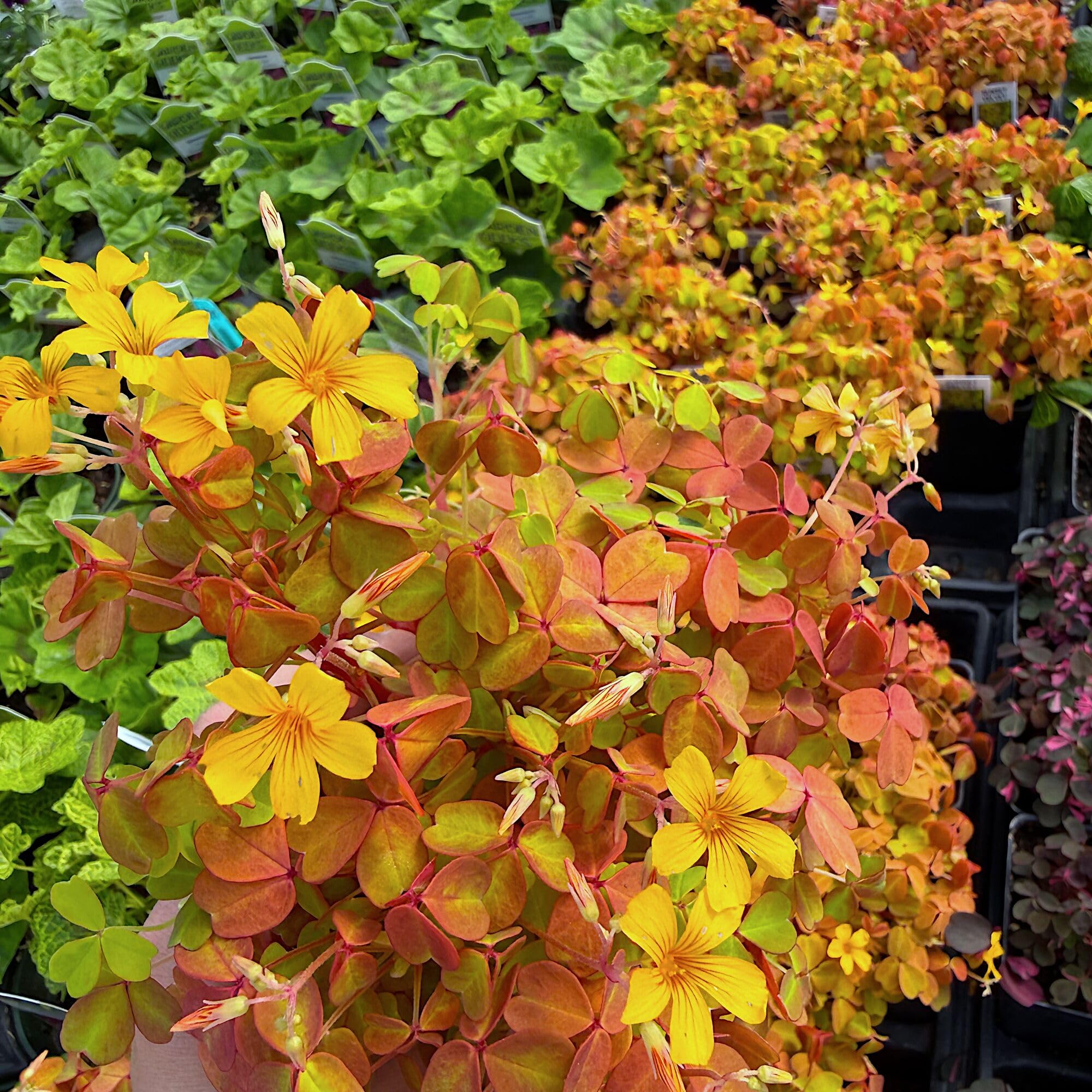Amazon.com : Oxalis spiralis 'Aurea', Amber Plum Crazy, Golden