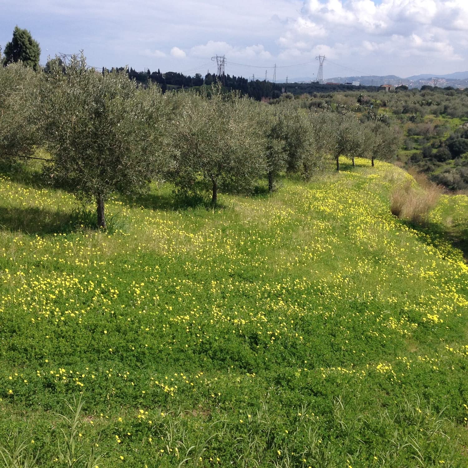 Olio Extravergine di Oliva 100% Siciliano e 100% Biologico, Qualità Biancolilla - Massima Freschezza e Sostenibilità - 1 Latta da 3L