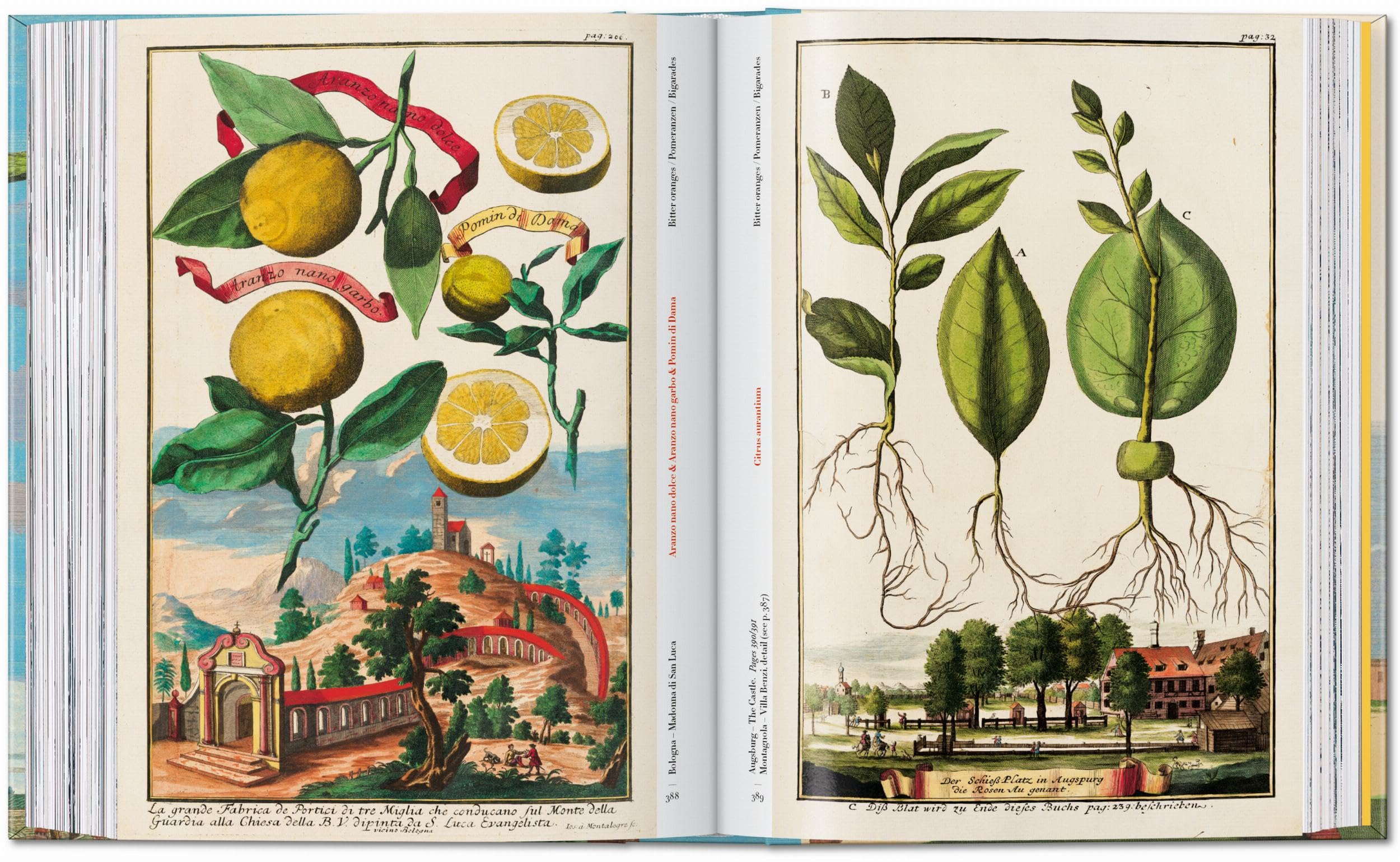 J.C. Volkamer: The Book of Citrus Fruits. 45th Ed.