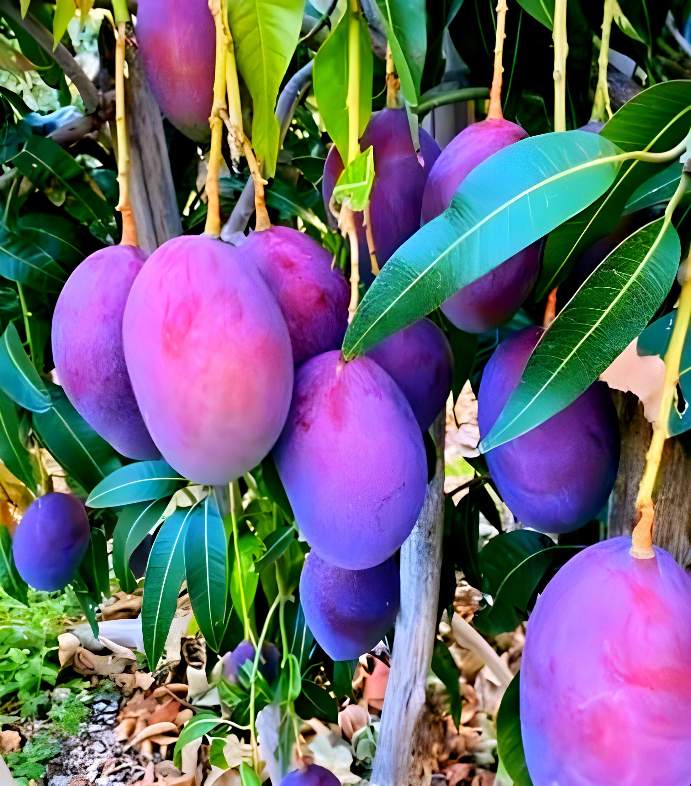 See full amazon price history chart for Hidden Enterprise Indian Most wonderful Testy & Sweet Frash 1Healthy Food Japnese Black Stone mango FruitTree Grafted Plant(pack of 1) For Outdoor & Indoor Home Garden Mango Fruit plant Hidden Enterprise Indian Most wonderful Testy & Sweet Frash 1Healthy Food Japnese Black Stone mango FruitTree Grafted Plant(pack of 1) For Outdoor & Indoor Home Garden Mango Fruit plant (B0D31121QC) Amazon Price History, Amazon Price Tracker