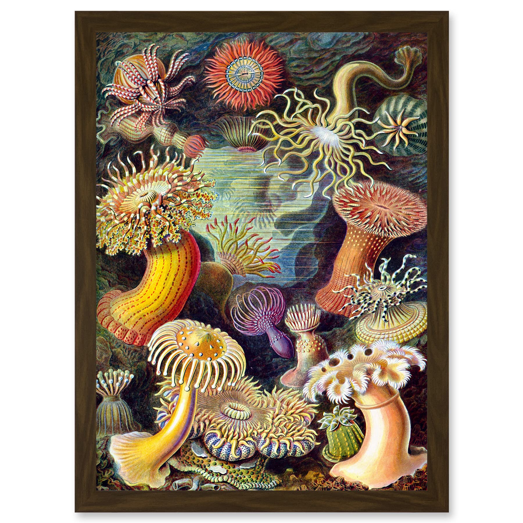 Artery8 Ernst Haeckel Botanical Sea Vintage Nature Art Biology Anemone A4 Artwork Framed Wall Art Print