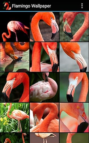 Flamingo Wallpaper