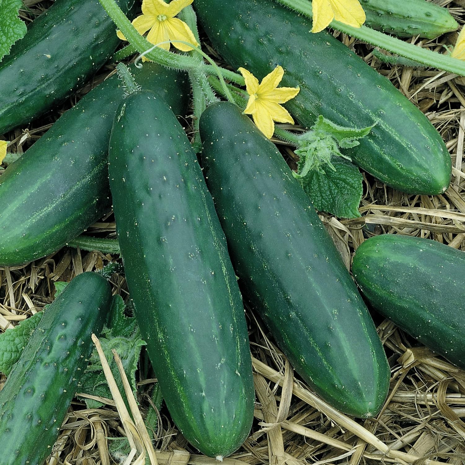 Organic Spacemaster Cucumber Seeds - 1 Oz ~950 Seeds - Non-GMO, Certified Organic, Heirloom - Vegetable Garden - Cucumis sativus