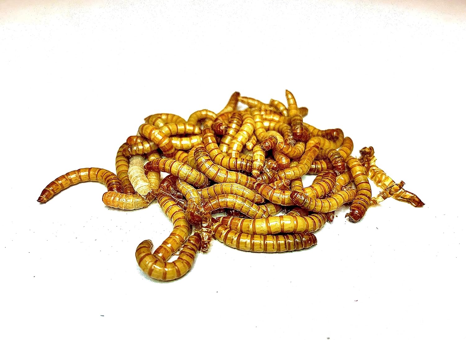 livefoods4u regular mealworms 1kg bag + Free Delivery