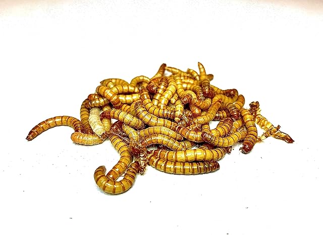Livefoods4u Live Regular Mealworms Bulk Bag - 200g fits through letterbox