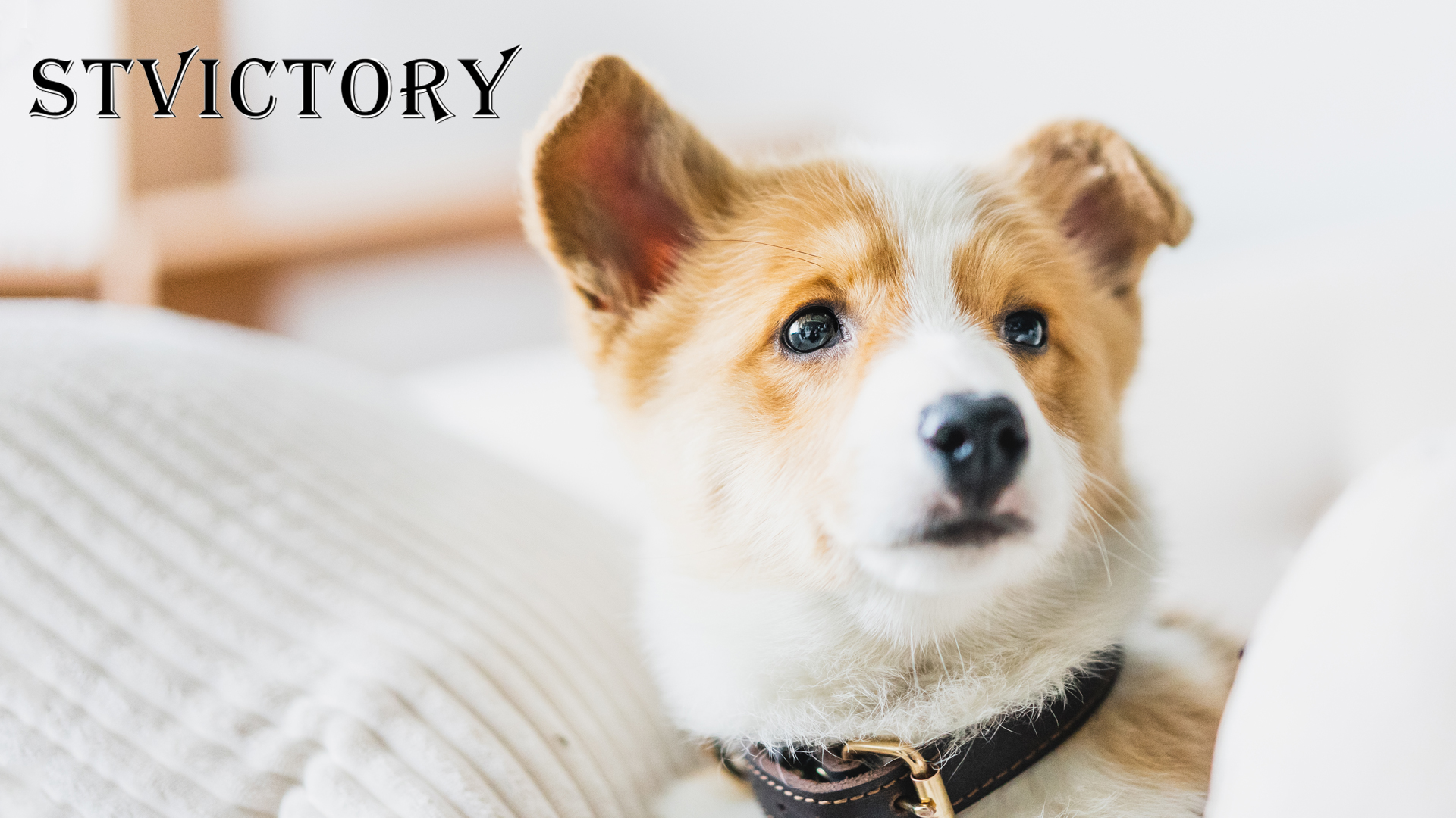 Amazon.co.jp: STVICTORY ペットシーツ 洗える 犬 猫 ペット用