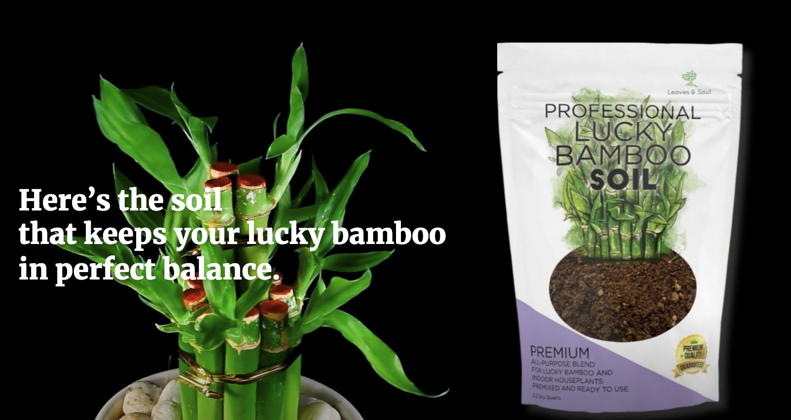 Amazon.com : Professional Lucky Bamboo Soil Mix Large 2.2 Quarts Ready to  Use, Premium Indoor Potting Soil for Lucky Bamboo Plants, Dracaena  Sanderiana, Peat Moss Coco Coir Perlite Dolomite Blend Made in