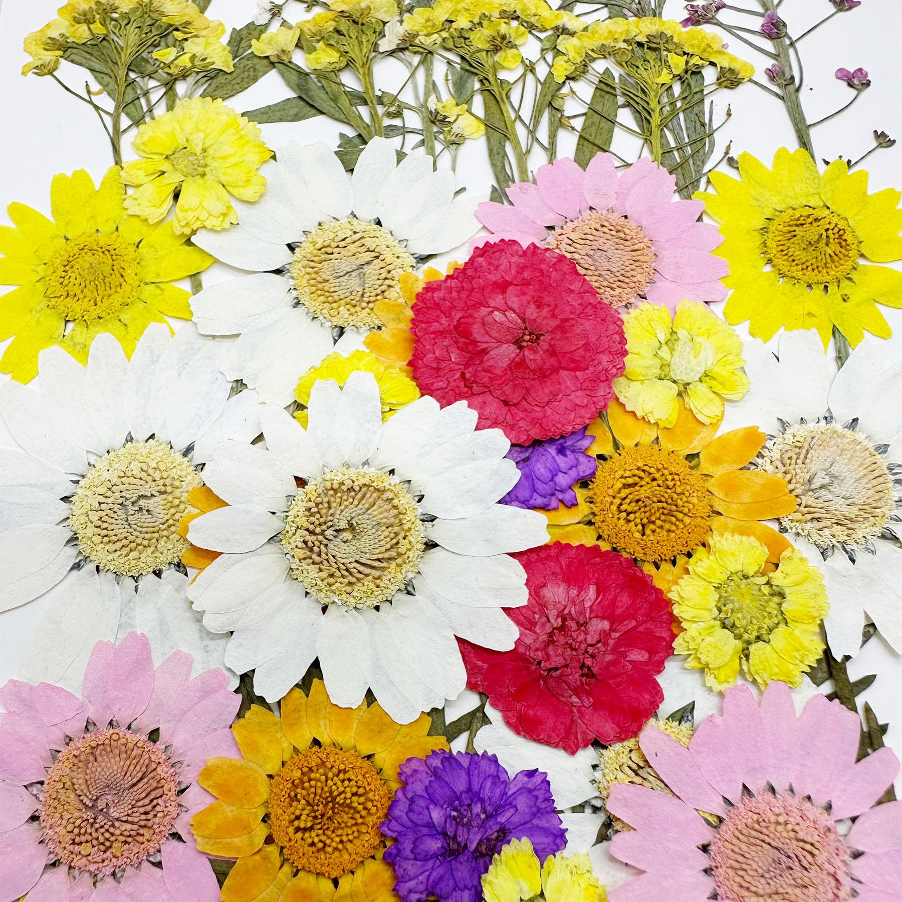 Woohome 160PCS Real Pressed Flowers - Image 4