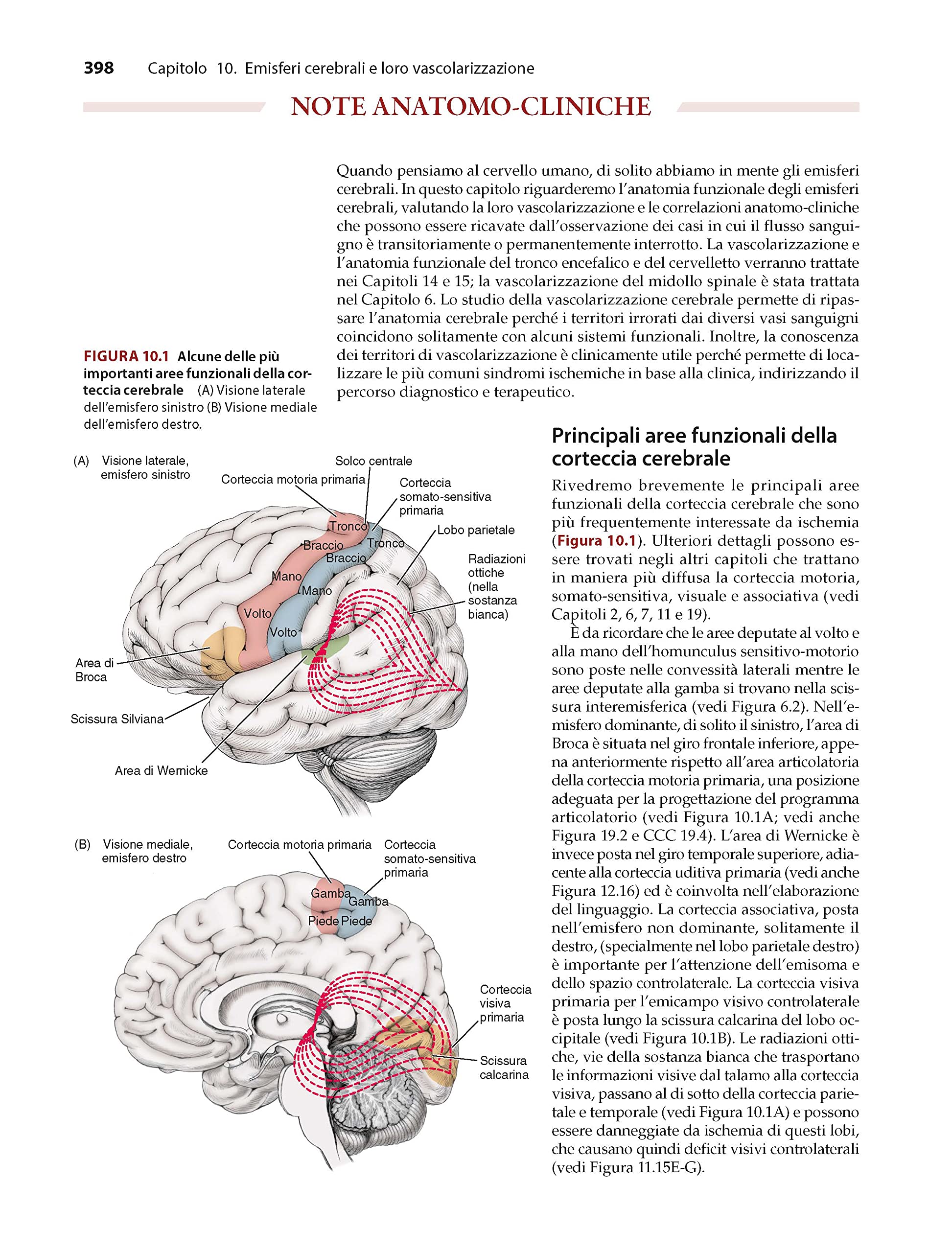 Piccin Nuova Libraria S.p.A. Neuroanatomia attraverso casi clinici