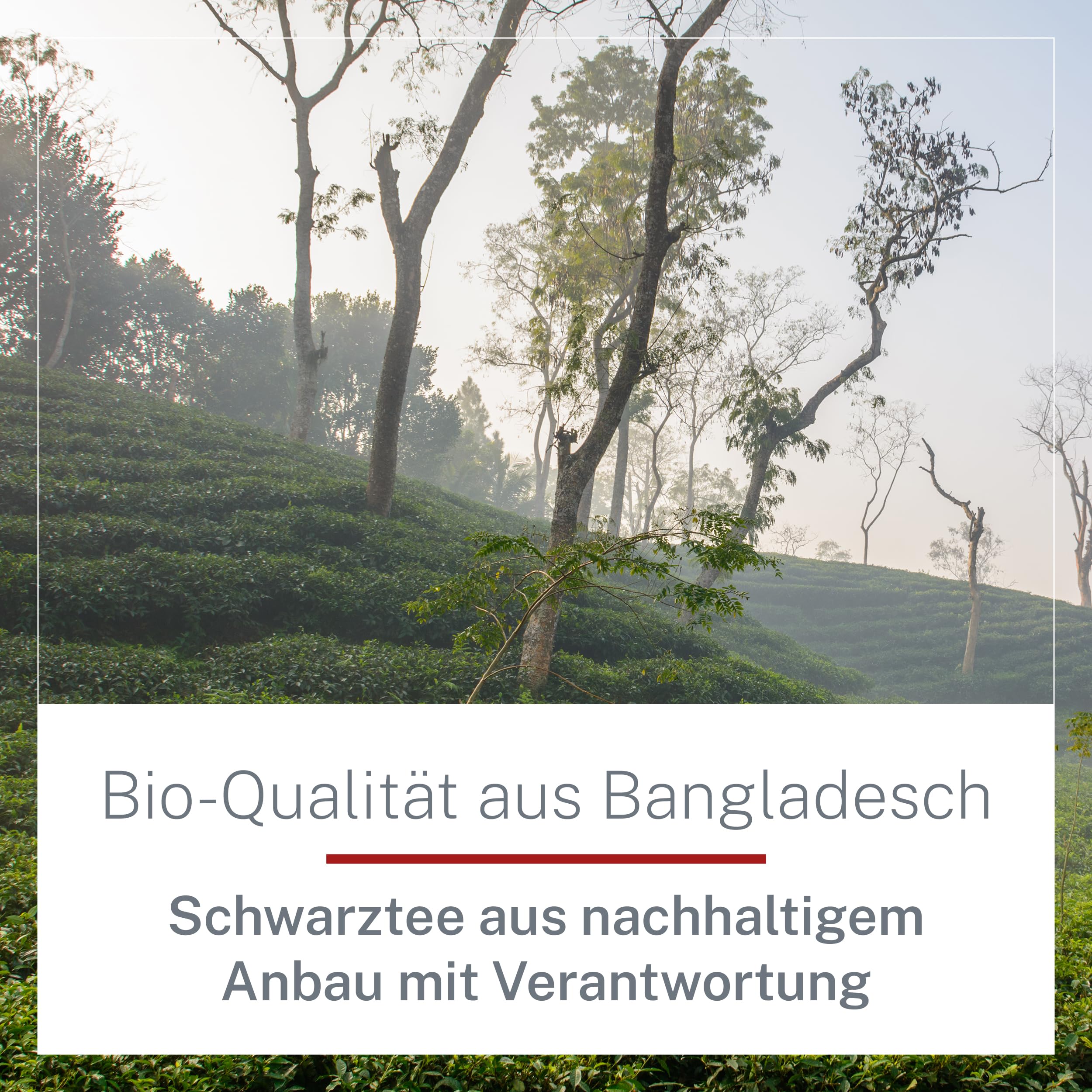 Earl Grey Tee lose 1 kg - Hochwertiger Bergamotte Schwarztee - malzig & zitronig - Schwarzer Tee lose aus ökologischem und fairem Anbau – MyCupOfTea