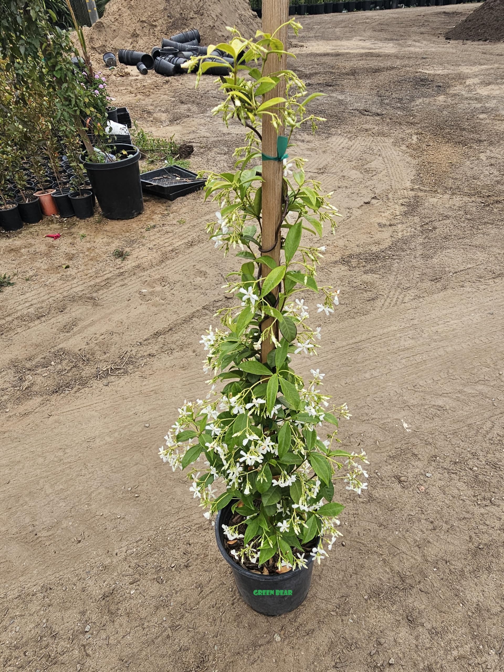 Amazon.com : Confederate Star Jasmine Shrub Plant, White Flowers