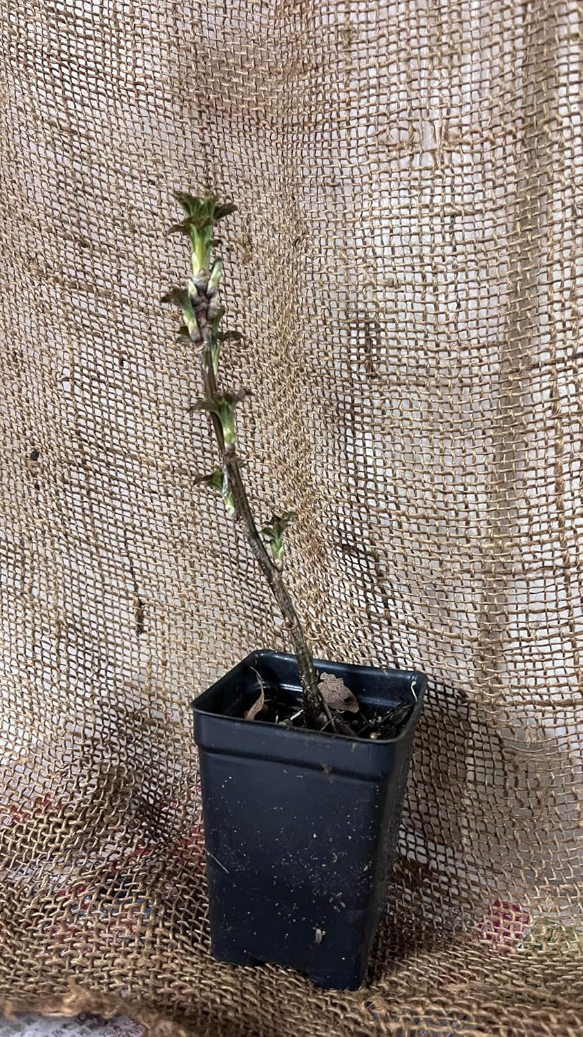 4-8” Tall “Blanca” White Currant Rooted Plant dormant