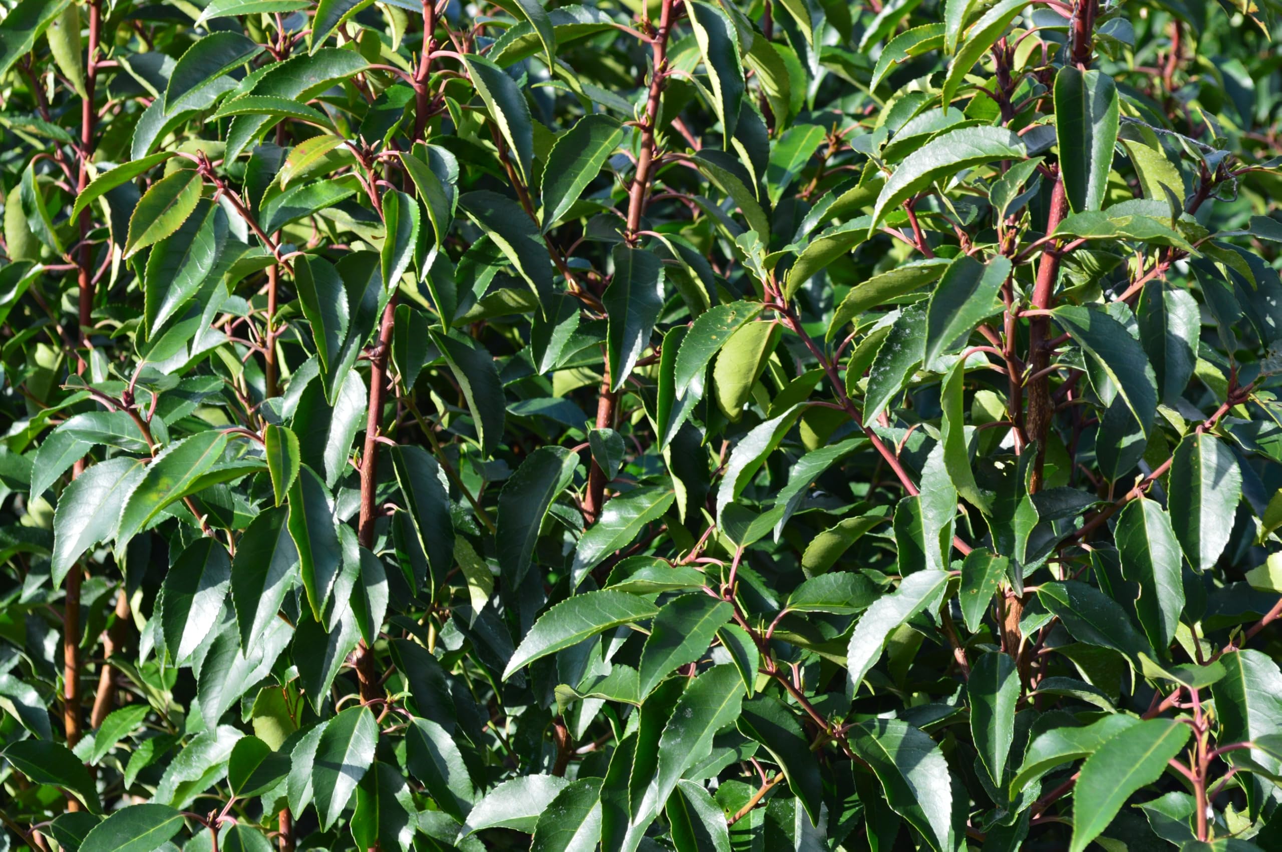 Stauden Gänge 10 x Prunus lusitanica Portugiesischer Kirschlorbeer
