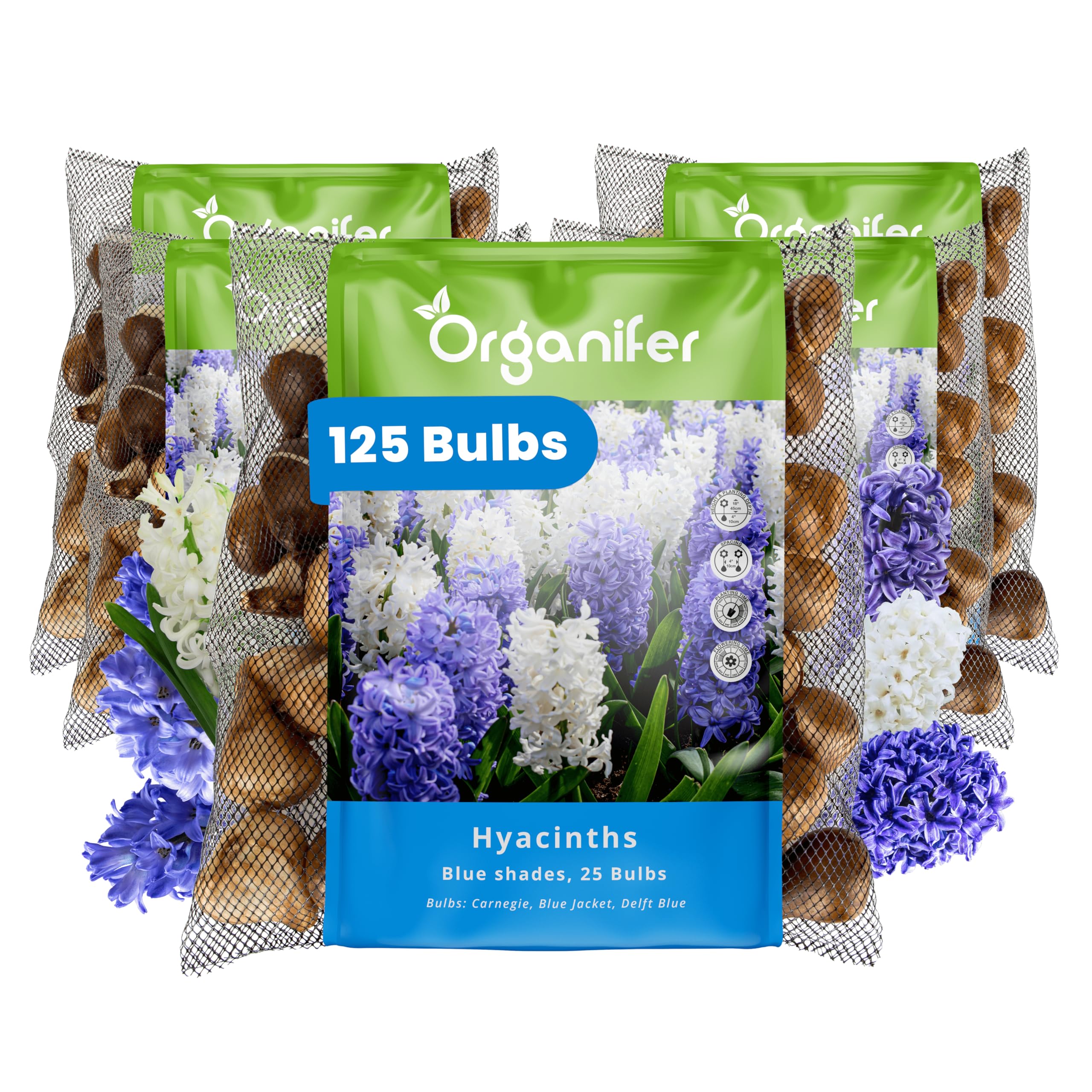 125 Bulbos De Jacinto