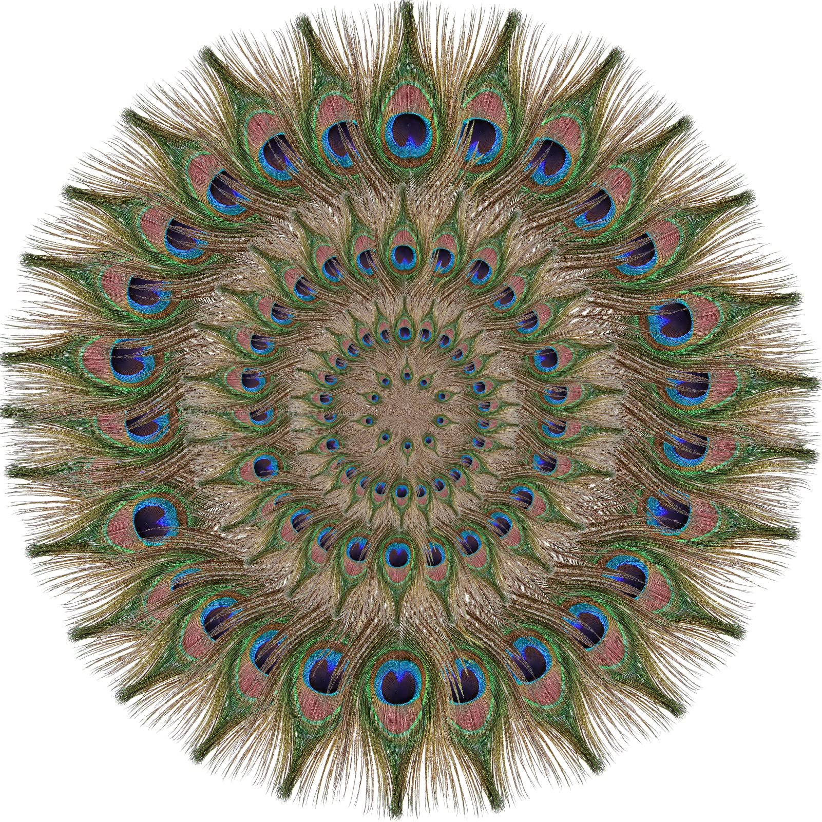 SendyFeather 100pcs Natural Peacock Feathers in Bulk 10-12inch for DIY Craft Wedding Flower Arrangement Christmas Day and Home Decoration