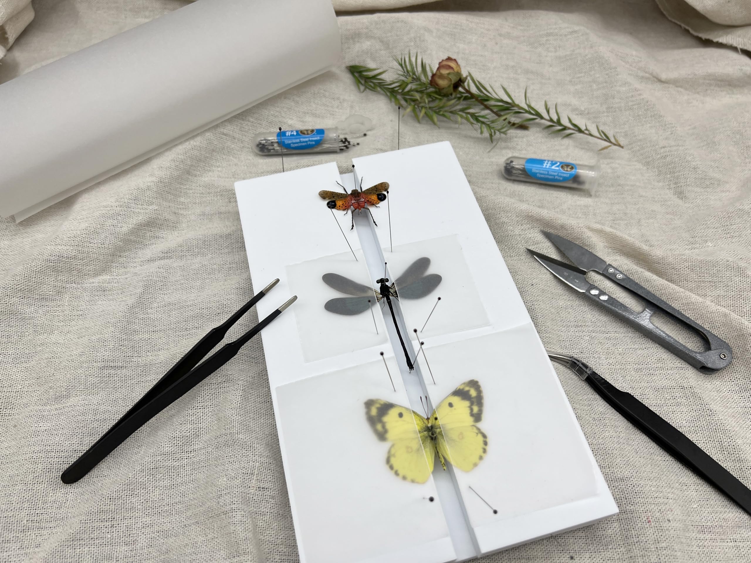 Herstellung von Insektenproben Werkzeug-Set, (Insektennadeln, Insektenschattenbox, Insekten-Pinnbrett, Flügelpresspapier, Pinzette, Schere), Insektenproben-Sammeldisplay für Käfer,