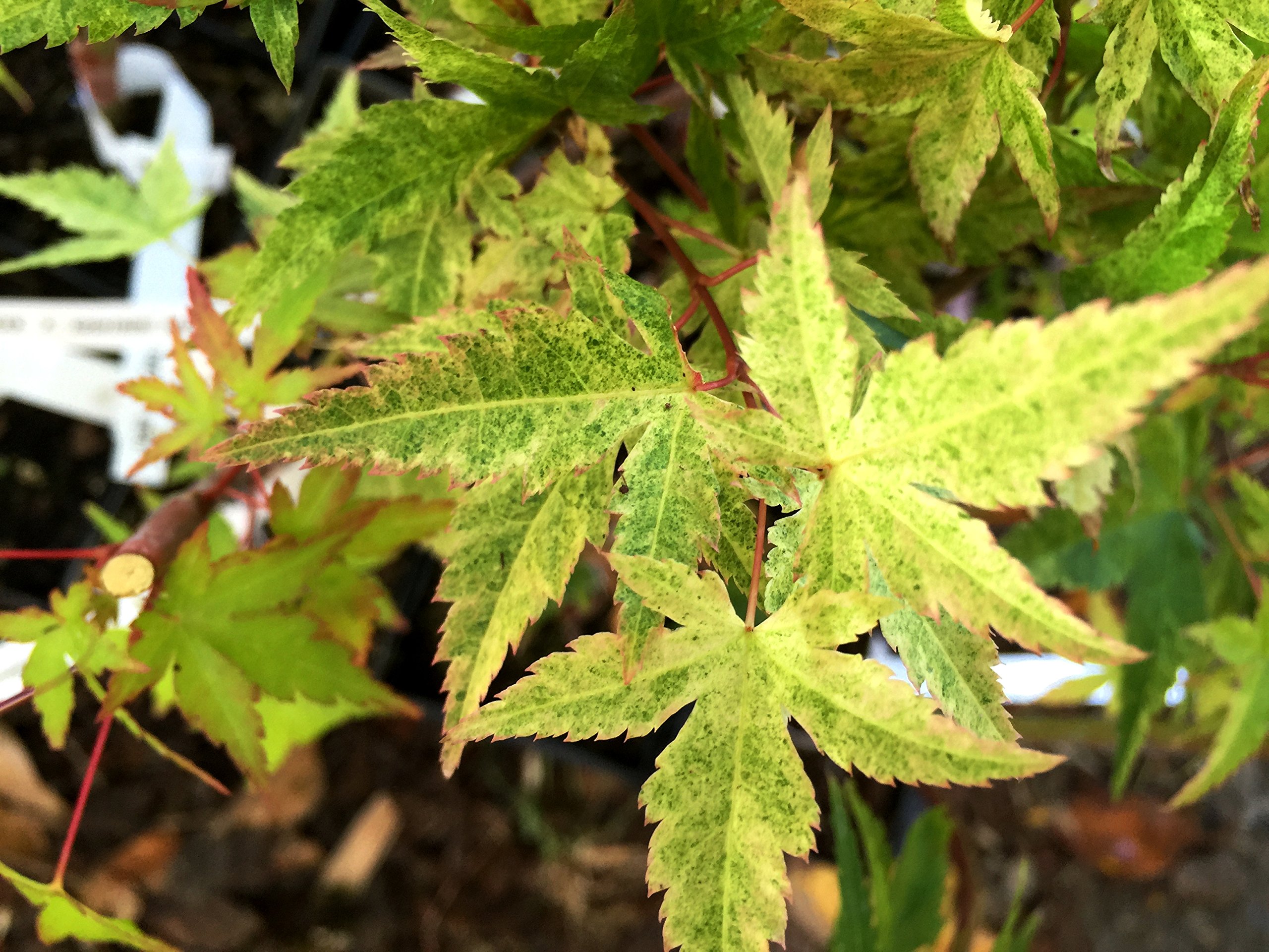 Amazon.com : Cosmos Japanese Maple - A New Beautiful