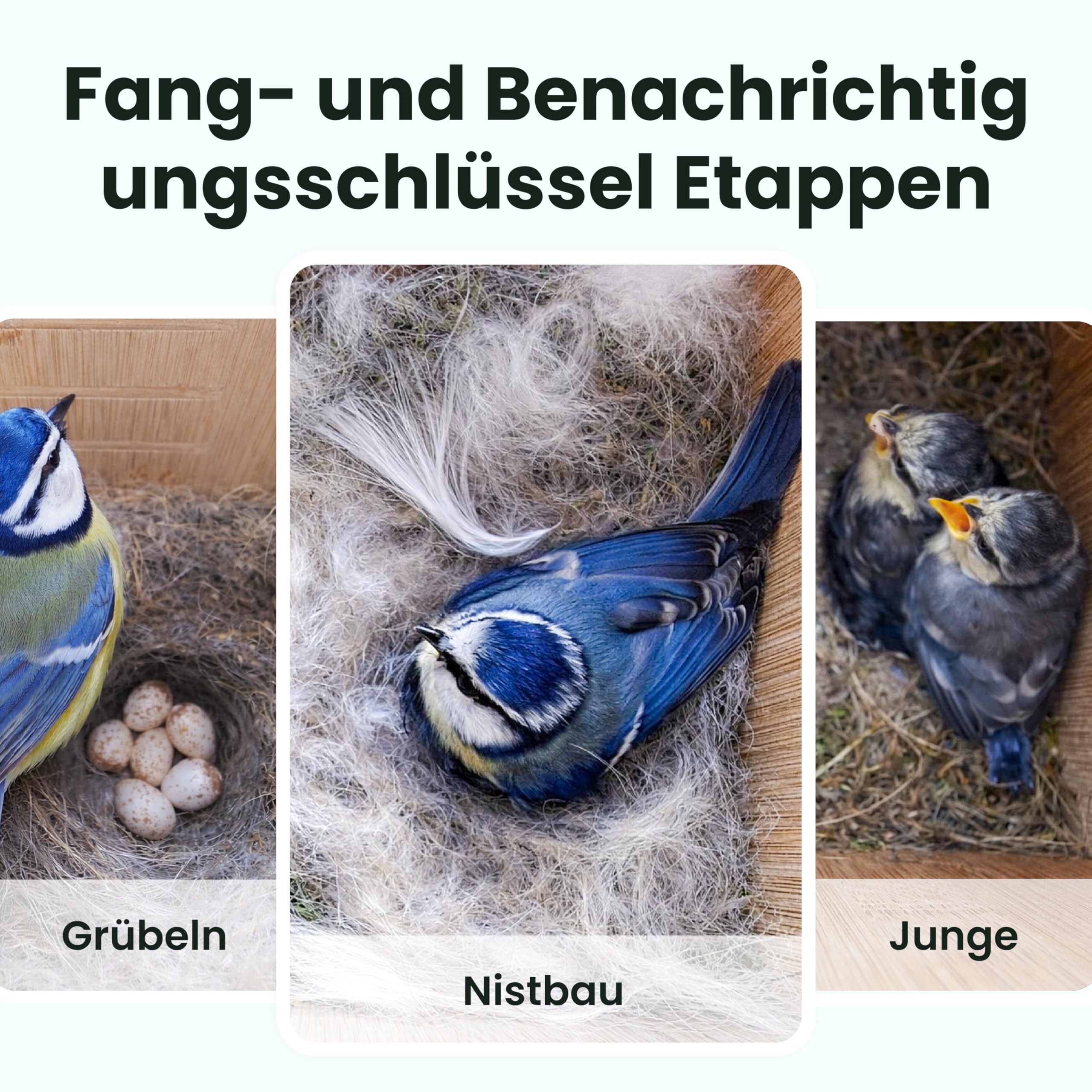 Birdfy Vogelhaus mit Kamera Solar, 1080P FHD Live-View, Echtzeitbeobachtung des Nestbaus und der Brut von Vögeln,Nistkasten mit Kamera, 5200mAh Akku, KI - Ident Vogelfreunde