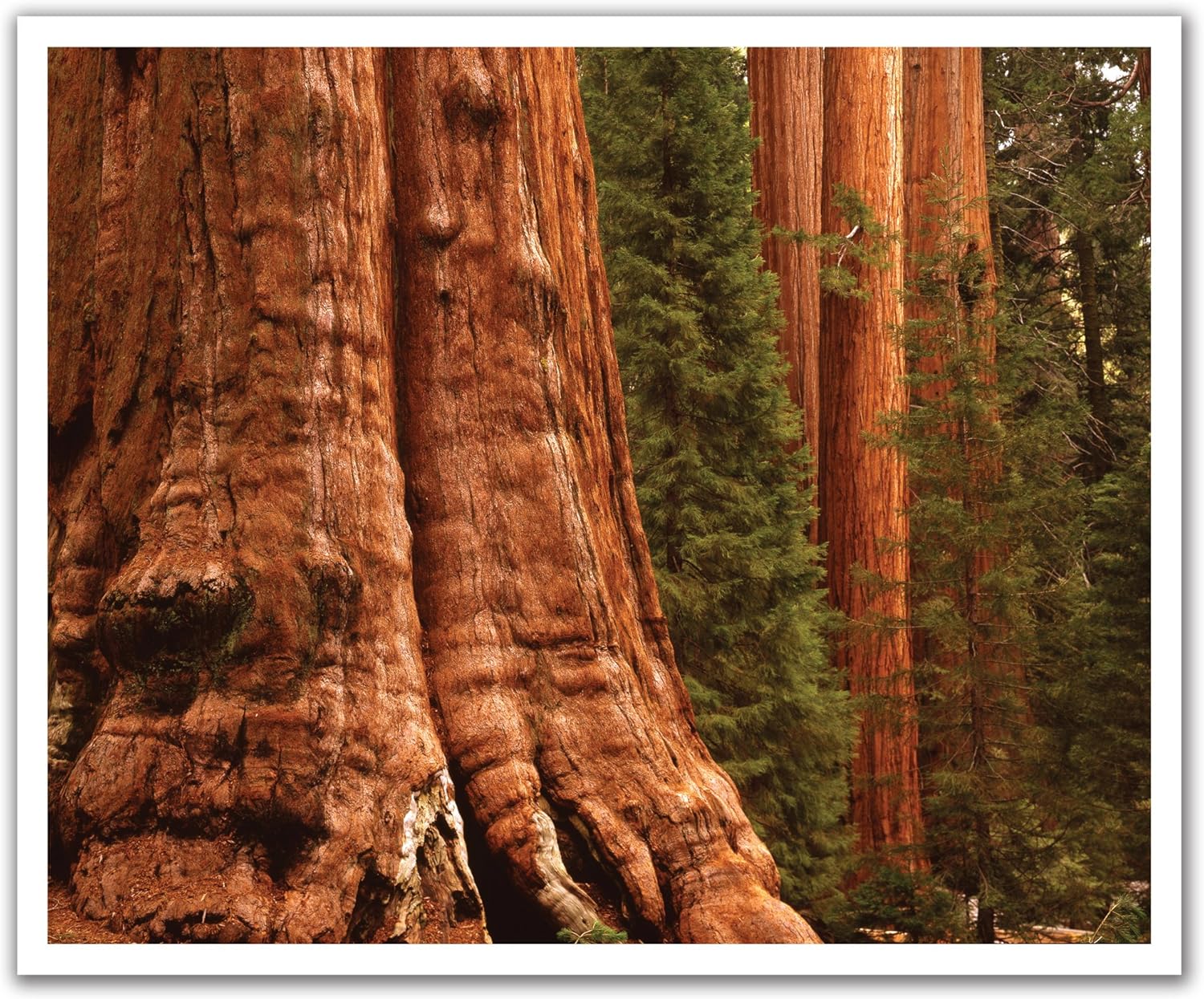 JP London Peel and Stick Removable Wall Decal Sticker Mural, Redwoods