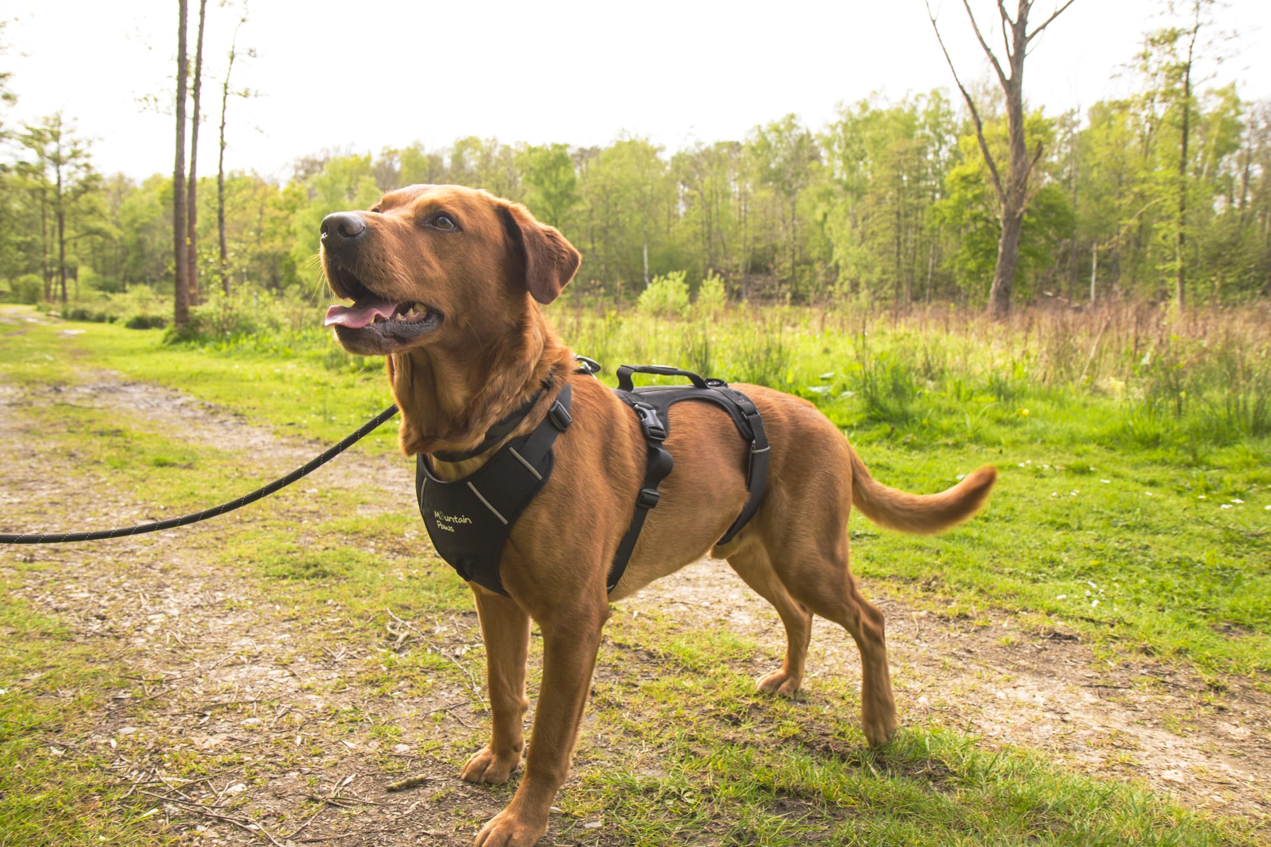 Mountain Paws Arnés de Perro de 3 Correas | para Adaptarse a tamaños de Pecho de 46 a 108 cm, con asa Central y Ribetes Reflectantes