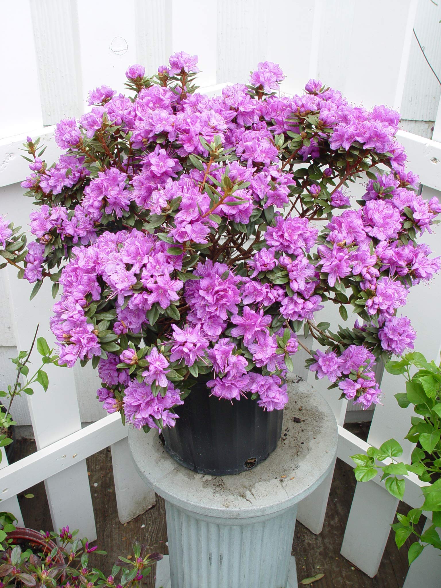 Amazon.com : Rhododendron X 'Purple Gem' (Rhododendron) Evergreen, bluish  purple flowers, #2 - Size Container : Patio, Lawn & Garden