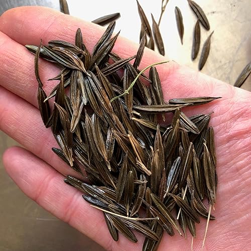 Miniatura 3 de Plant Good Seed Sweet Cicely Seeds - Paquete de 20 semillas tradicionales para plantar flores, suministros de jardinería, jardín de hierbas, flores