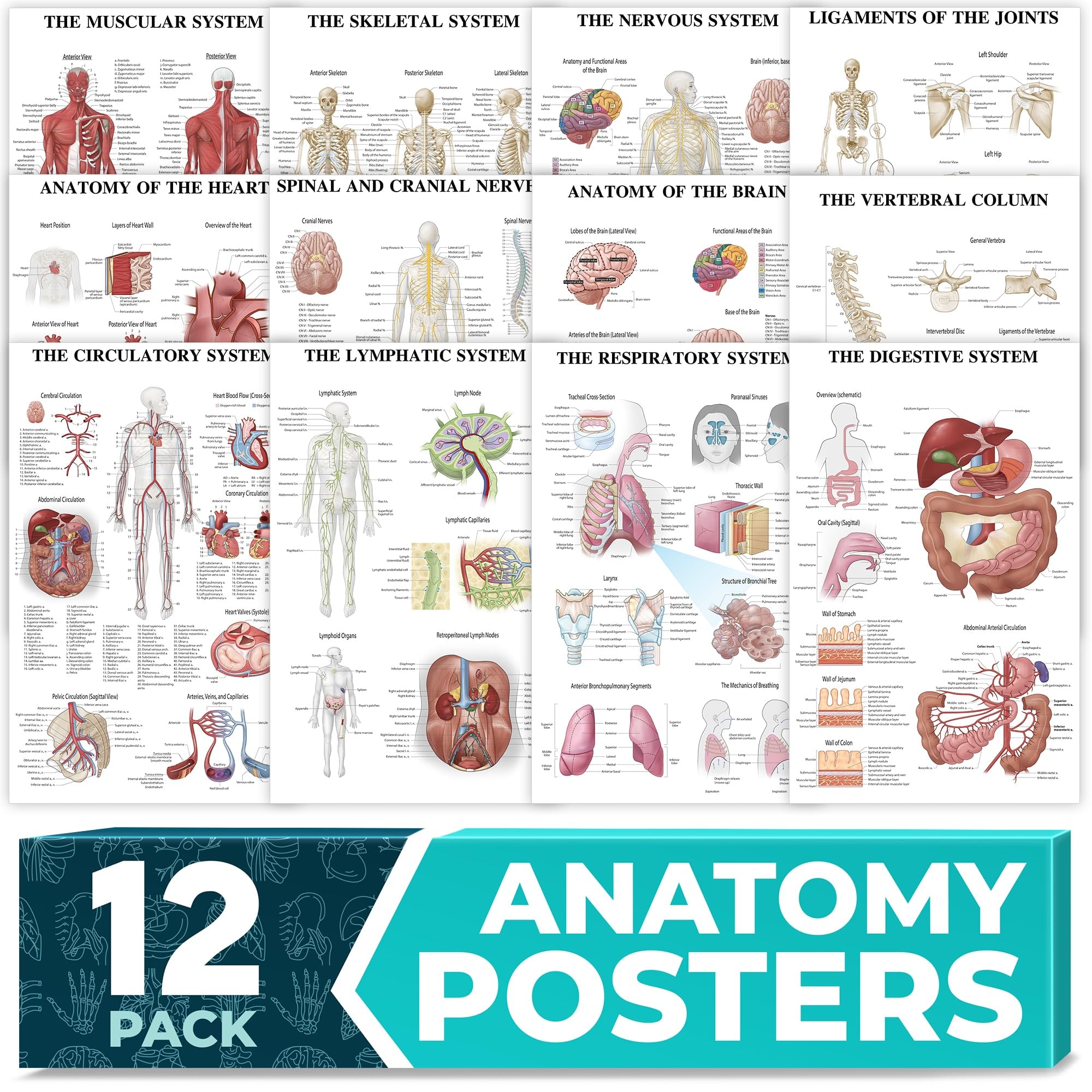 12-Pack Laminated Anatomy Posters for Wall – Educational Human Body Systems Charts for Students, Classrooms & Medical Office Decor - Includes Muscular, Skeletal, Nervous & More, Size 17”x27”