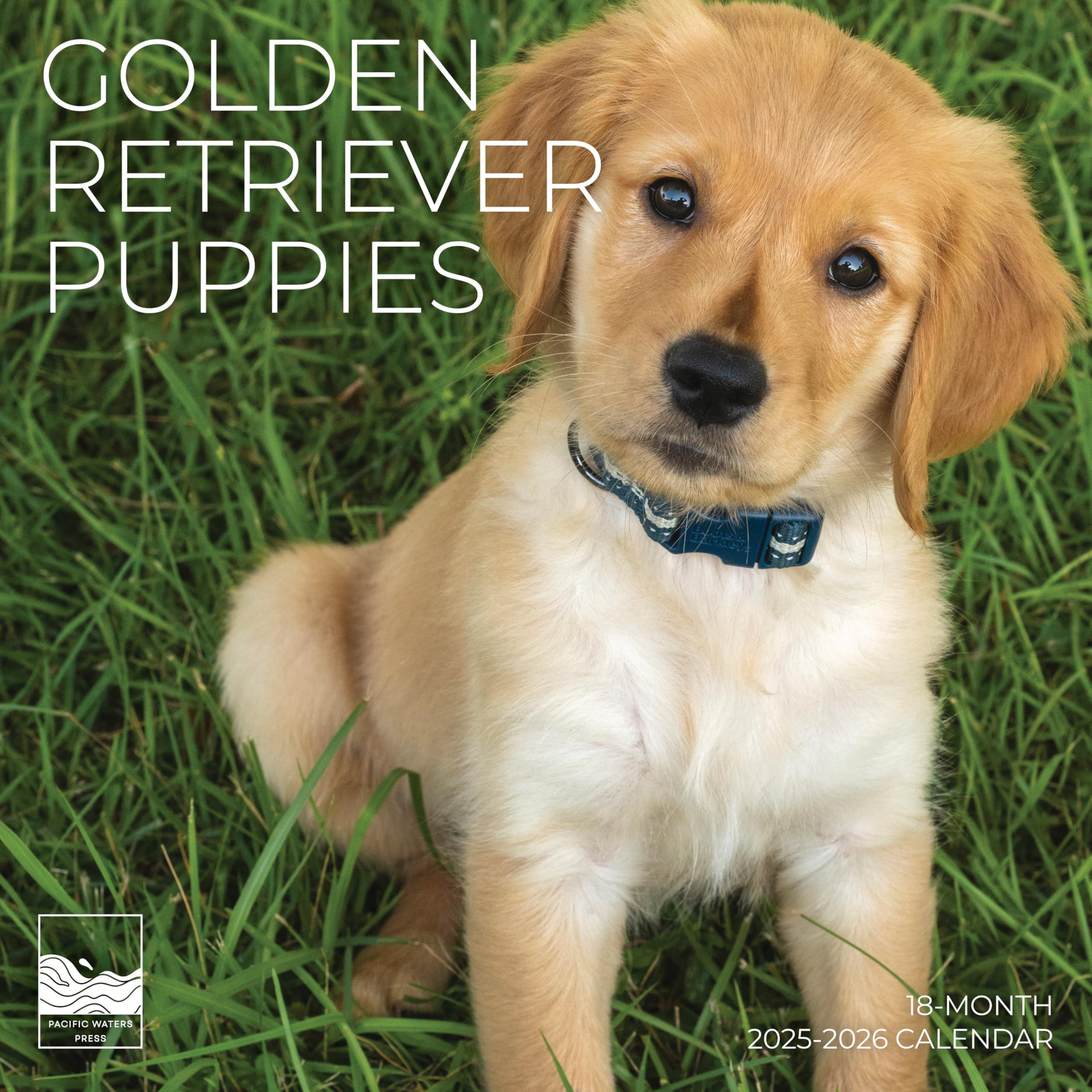 Golden Retrievers Puppies Wall Calendar | Dog Calendar | 12" x 24" Open | Giftable Calendar | Thick & Sturdy Paper for Organizing & Planning | Pacific Waters Press (Golden Retrievers Puppies)