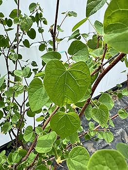 白樺苗木　約1メートル　大小セット　葉の形状　ハート型 71X6xvb+PML._UF350,350_QL50_.jpg