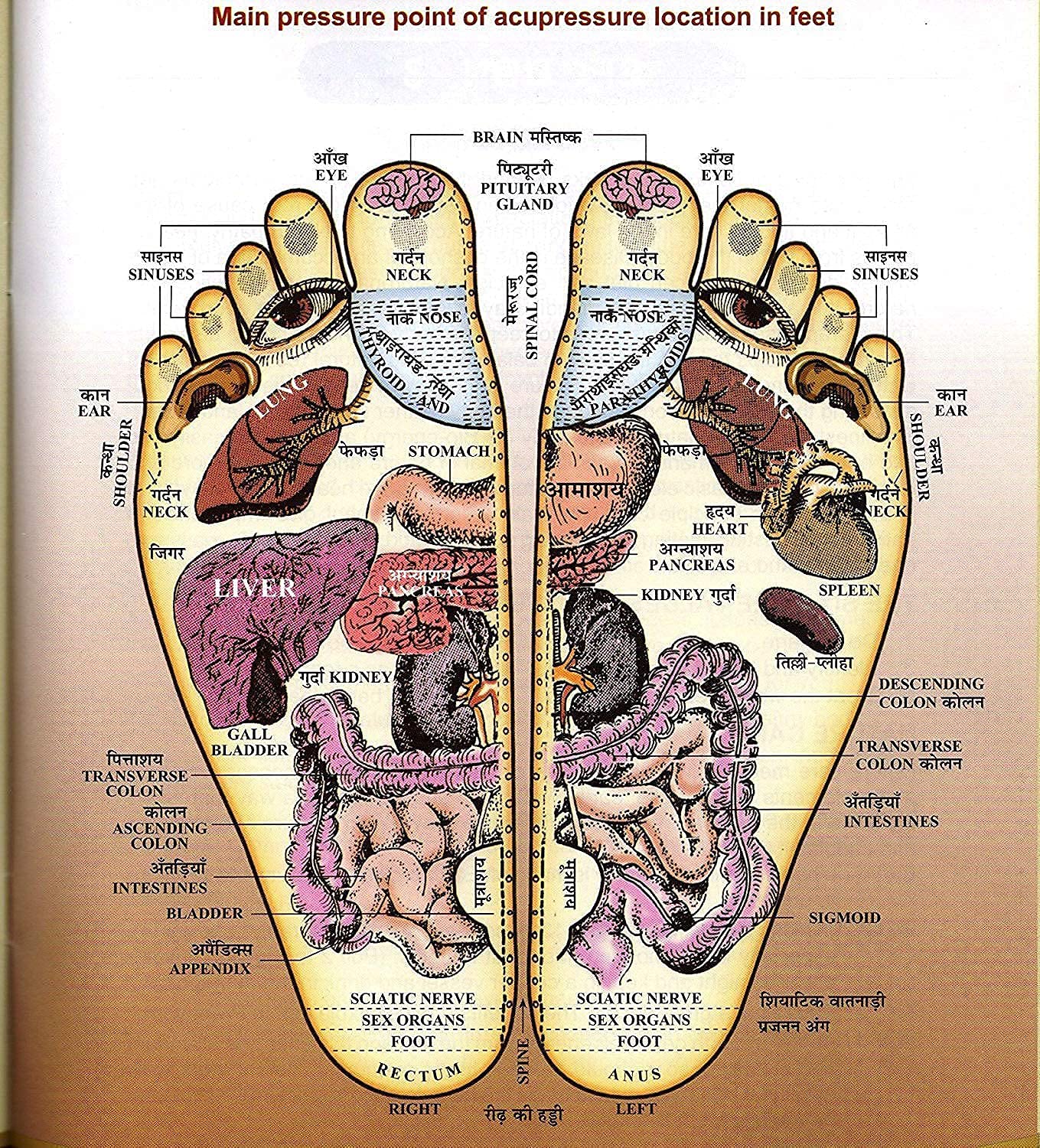 Silistar Foot Roller Wooden Acupressure massager Pain Relief Rod (Brown) with Ball Massager Yellow OR Green(Colour) Silistar Foot Roller Wooden Acupressure massager Pain Relief Rod (Brown) with Ball Massager Yellow OR Green(Colour)