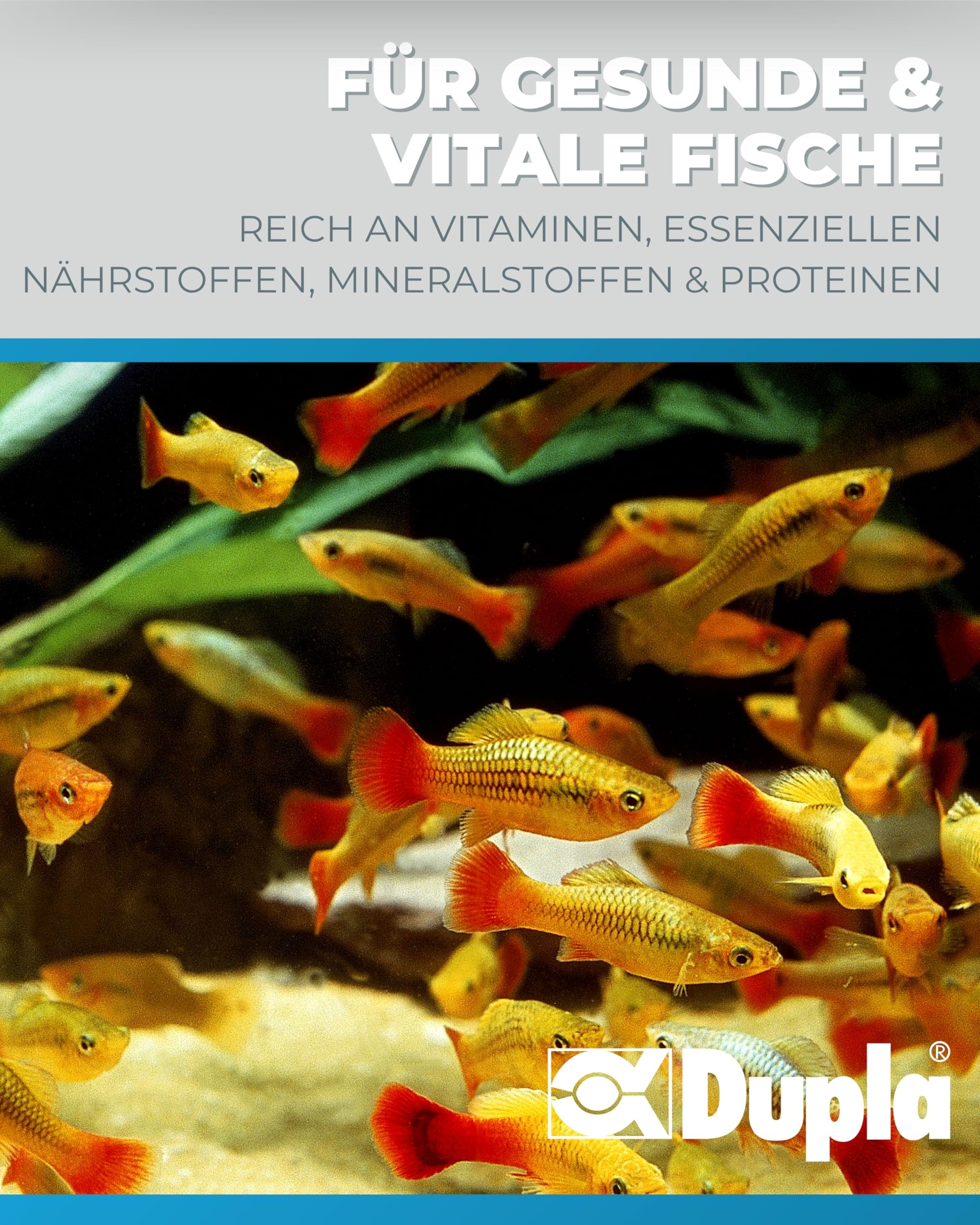Dupla DuplaRin Granulat M I 500 g I Premium-Granulatfutter für mittelgroße Süß- & Meerwasserfische I proteinreiches Zierfischfutter I gutes Wachstum & Intensive Farben I nährstoffreiches Fischfutter
