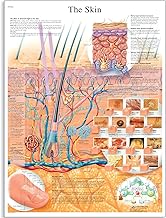 3B Scientific VR1283L Glossy Laminated Paper The Skin Anatomical Chart, Poster Size 20" Width x 26" Height