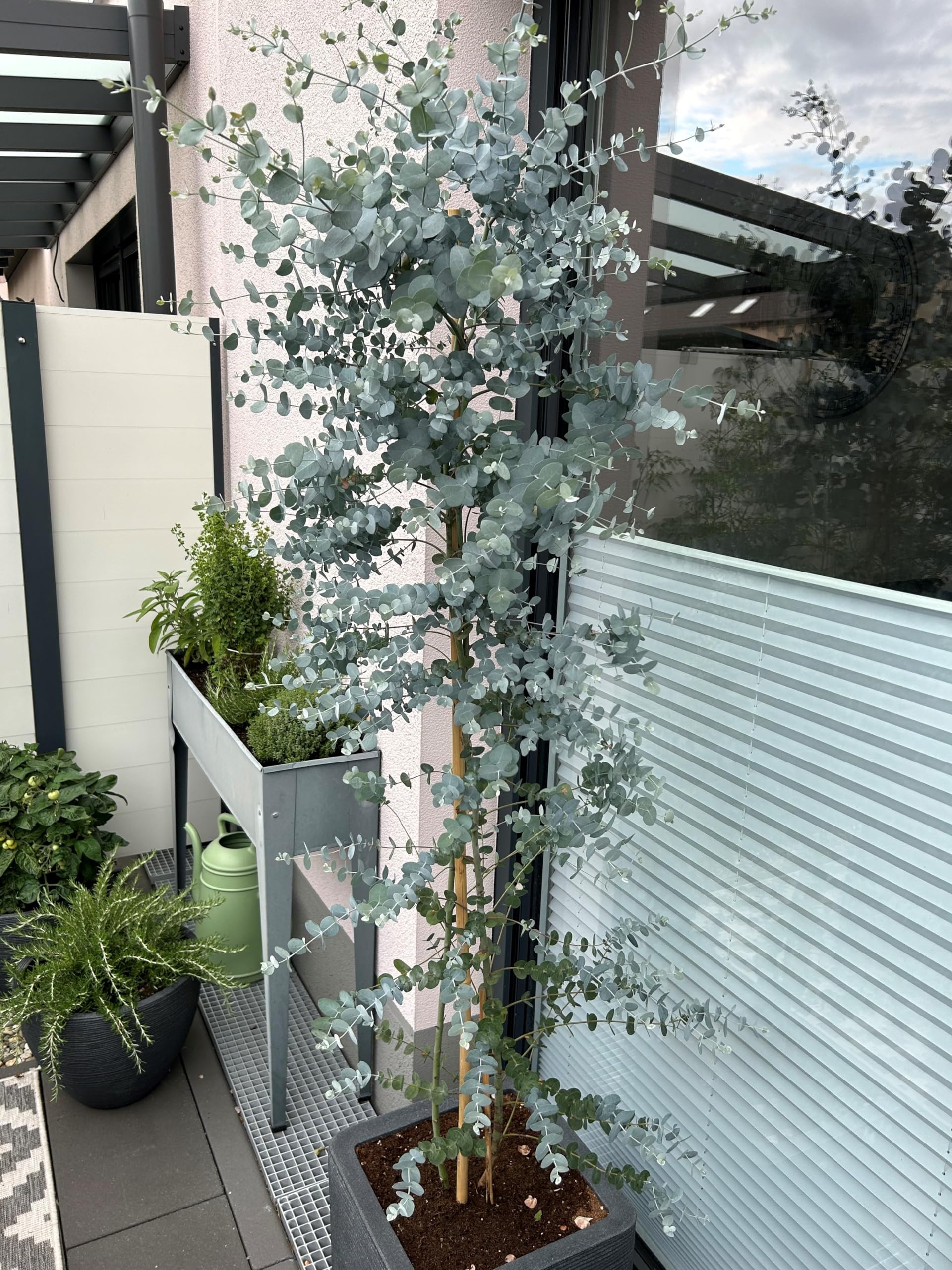 Eukalyptus `Silver Dollar´, Eucalypthus gunnii, aufrecht wachsend, 40-80cm im Topf