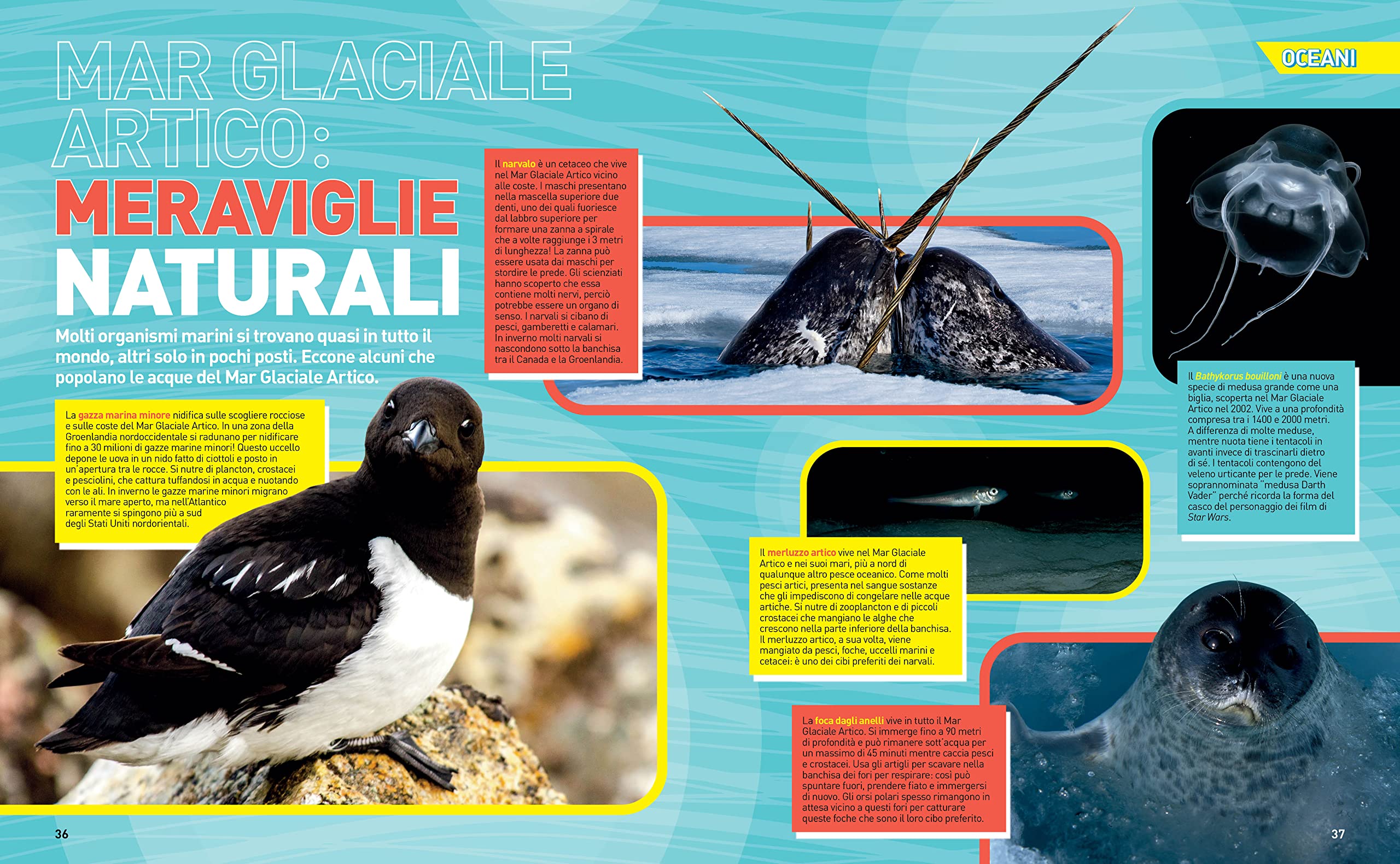 Enciclopedia Oceani - La grande enciclopedia degli oceani | Edizione a colori | Guida completa alla vita marina, Atlante illustrato