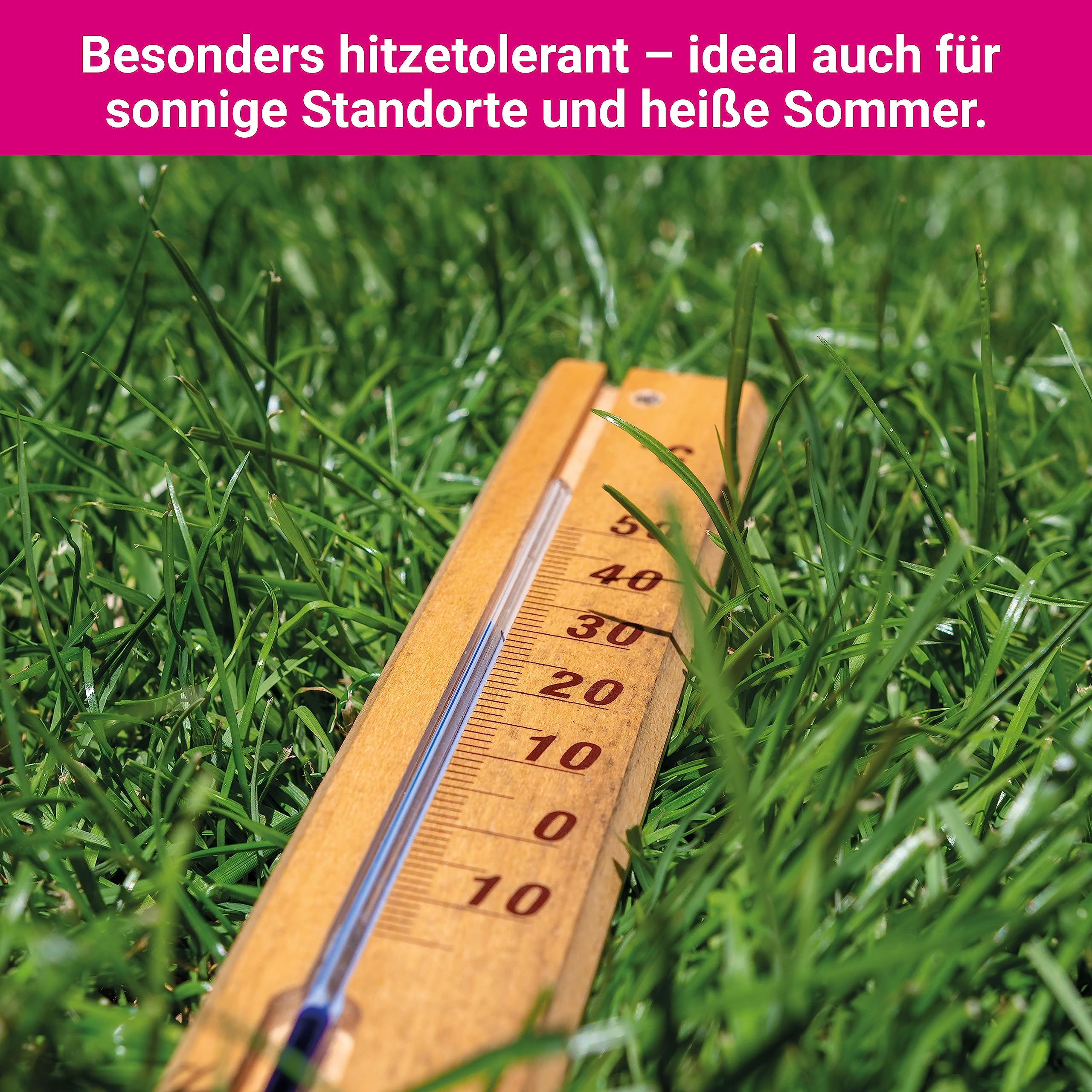 Trockenrasen schnellkeimende Rasensamen 10 kg für 250 m², ideal zur Nachsaat oder Neuanlage, dürreresistent + robuste Rasensaat, trockenresistente Grassamen Samen