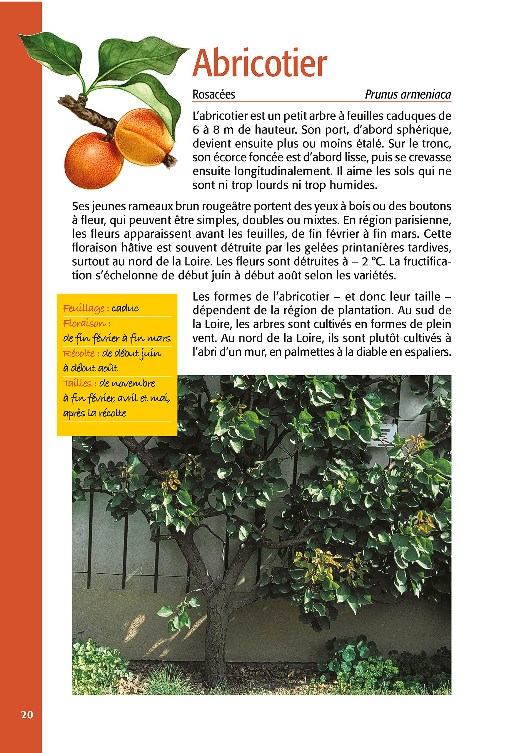 Taillez tous les arbres fruitiers