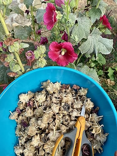 Miniatura 4 de Plant Good Seed Semillas de Hollyhock de color rosa oscuro, paquete de 30, semillas de reliquia para plantar flores, suministros de jardinería,