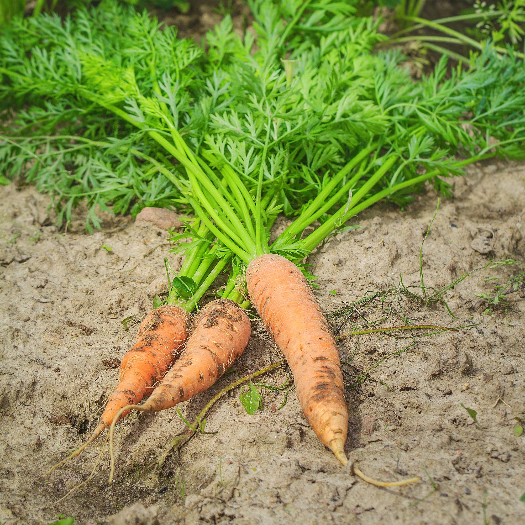 Amazon.com : Carrot Seeds - Shin Kuroda 5