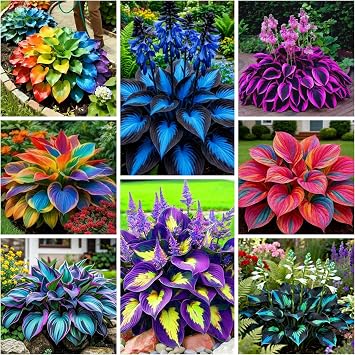 290+ Perennial Hostas for Planting, Low Maintenance Rich Foliage, Heart Shaped Leaves, Outdoor Garden Attract Pollinators Bonsai Decoration Non-GMO Heirloom Hosta Plants Seeds
