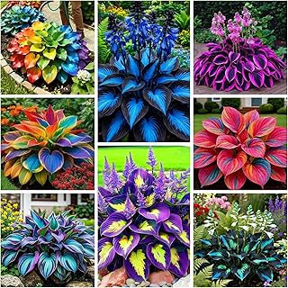 290+ Perennial Hostas for Planting, Low Maintenance Rich Foliage, Heart ...