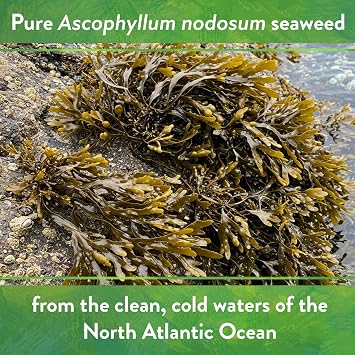 Down To Earth All Natural Fertilizers Organic Kelp Meal - Plant Food with Seaweed (Ascophyllum nodosum), Potassium and Trace Minerals 1-0.1-2, 20 lb