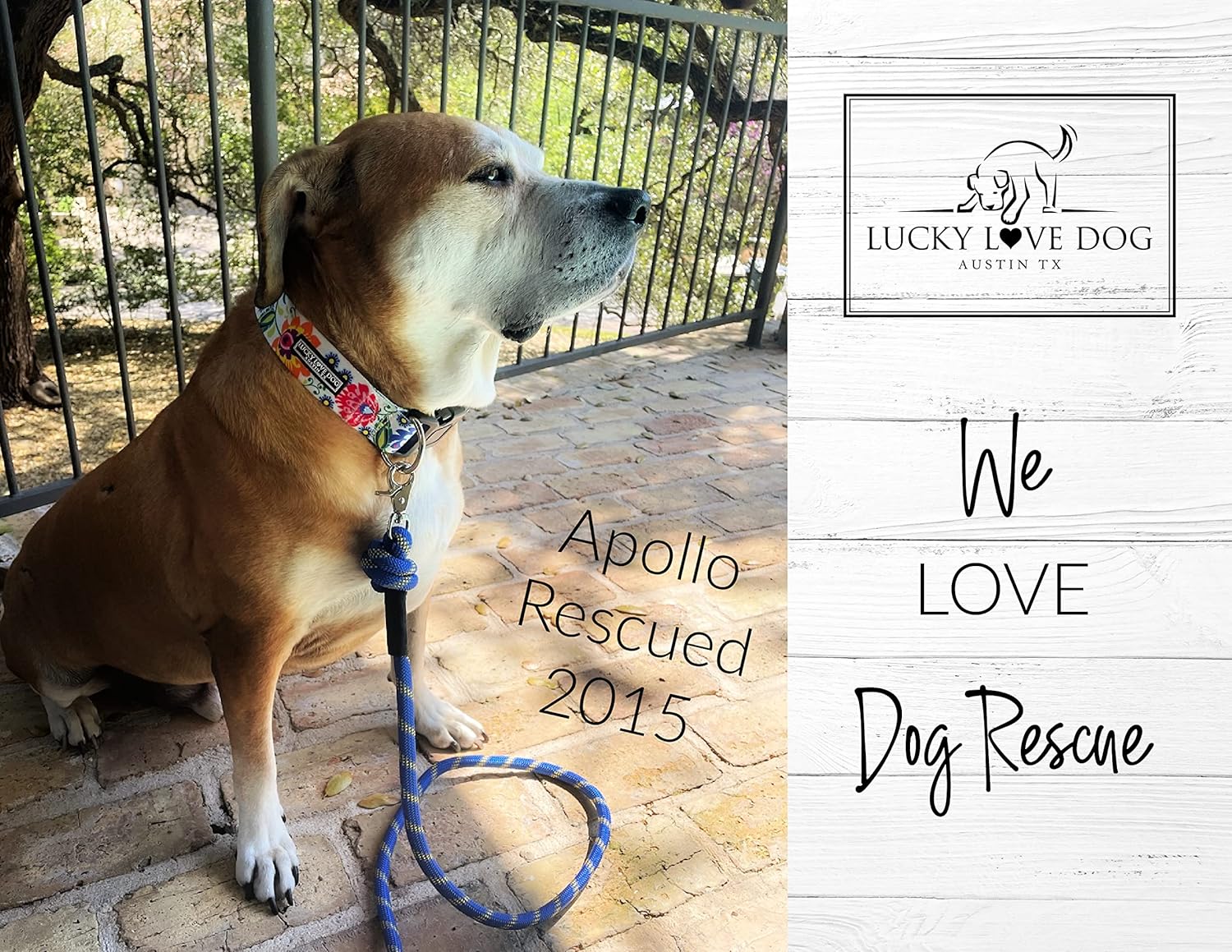 Lucky Love Dog Wide Dog Collar - Adjustable, Durable, Soft Webbing, & Comfortable 1.5 inch Wide Collar for Dogs Male and Female with Strong Buckle - Ladybird, Medium