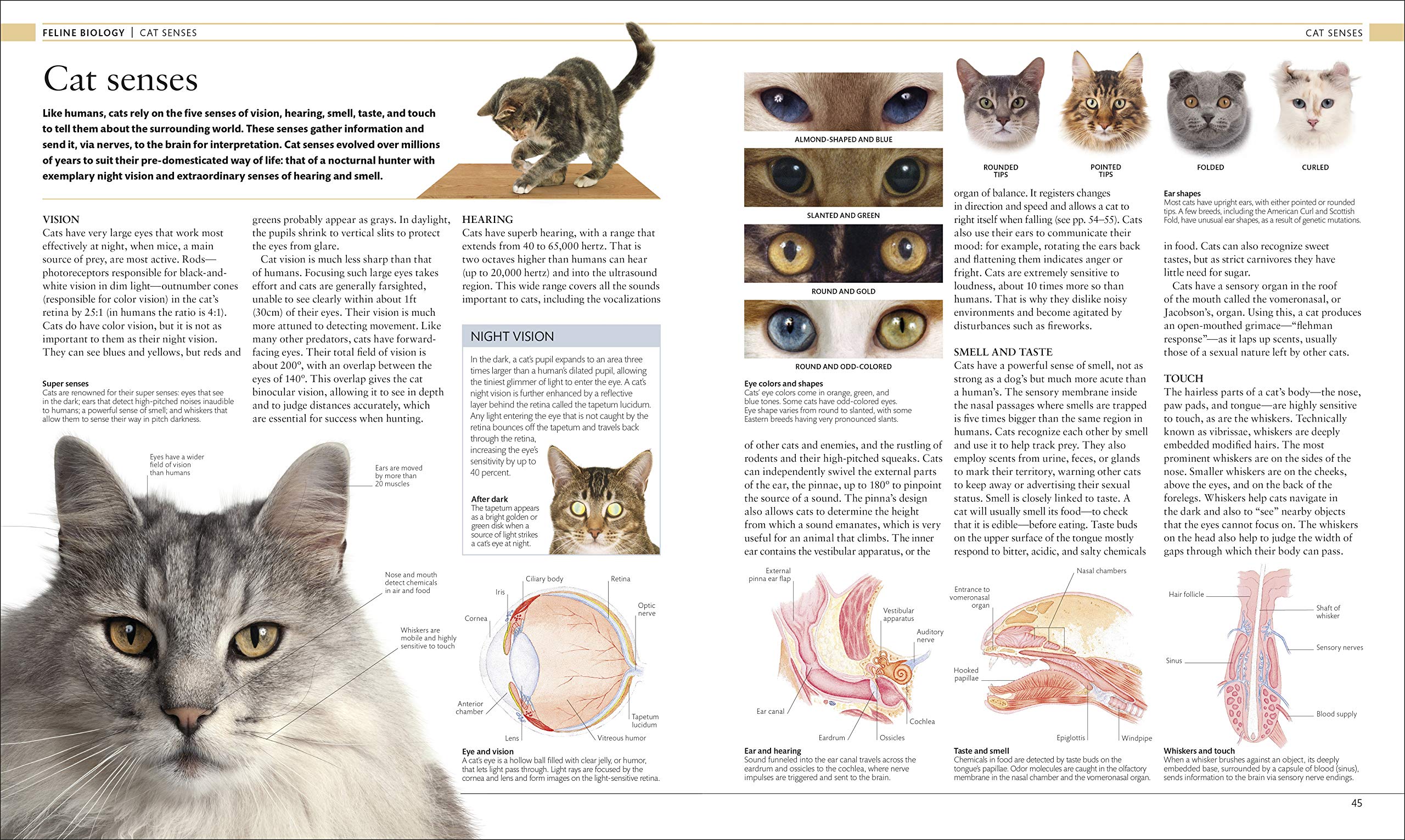 The Cat Encyclopedia: The Definitive Visual Guide (DK Pet Encyclopedias) - Image 3