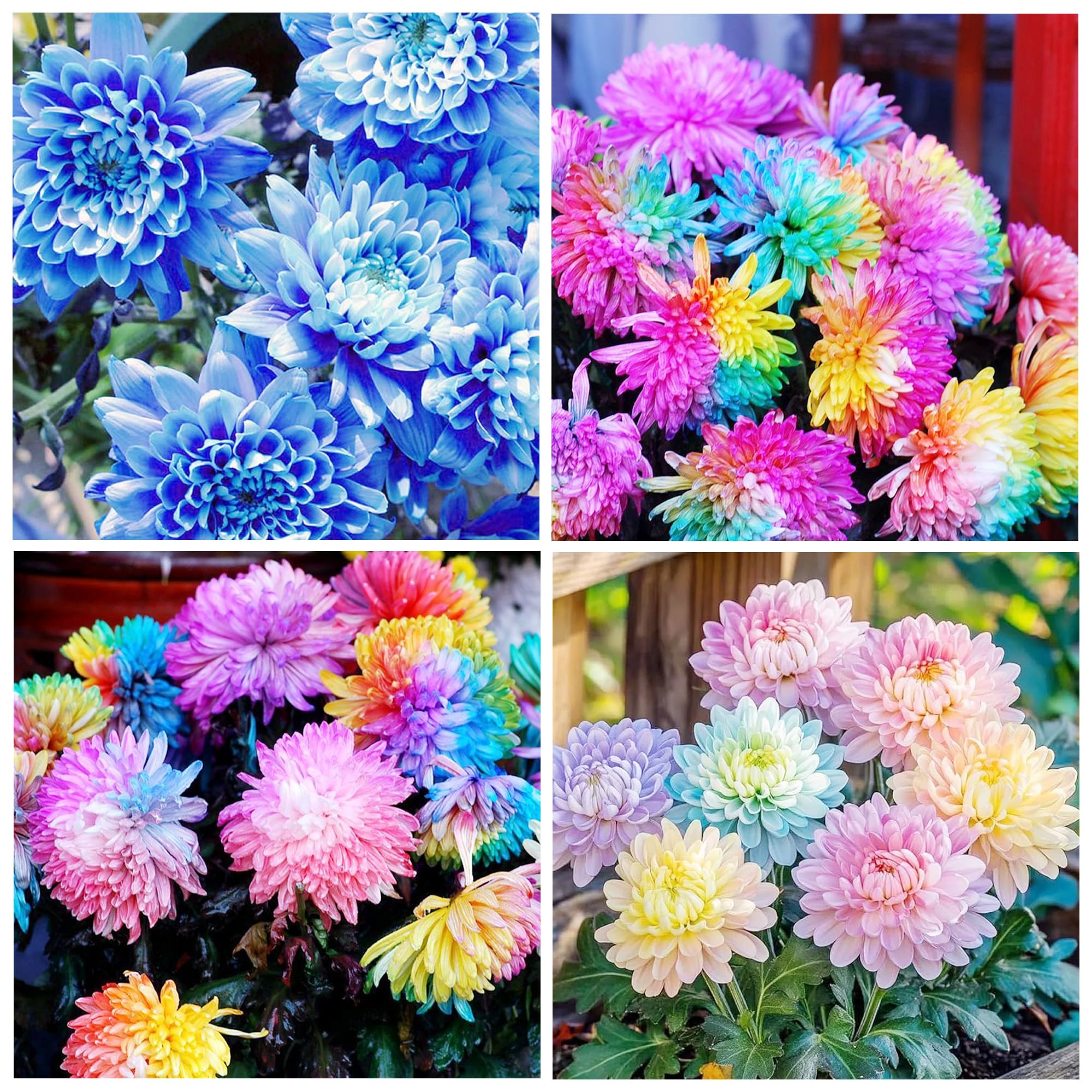 100+Rainbow Chrysanthemum Seeds for Planting Outdoors -Perennial Ornamental Flowering Planting Garden and Pots