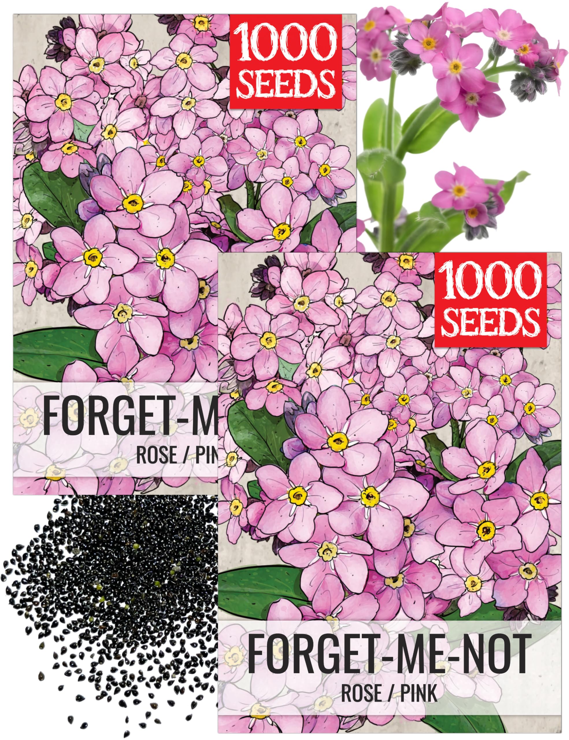 Amazon.com: Seed Needs Rose Forget Me Not Seeds to Plant Pink