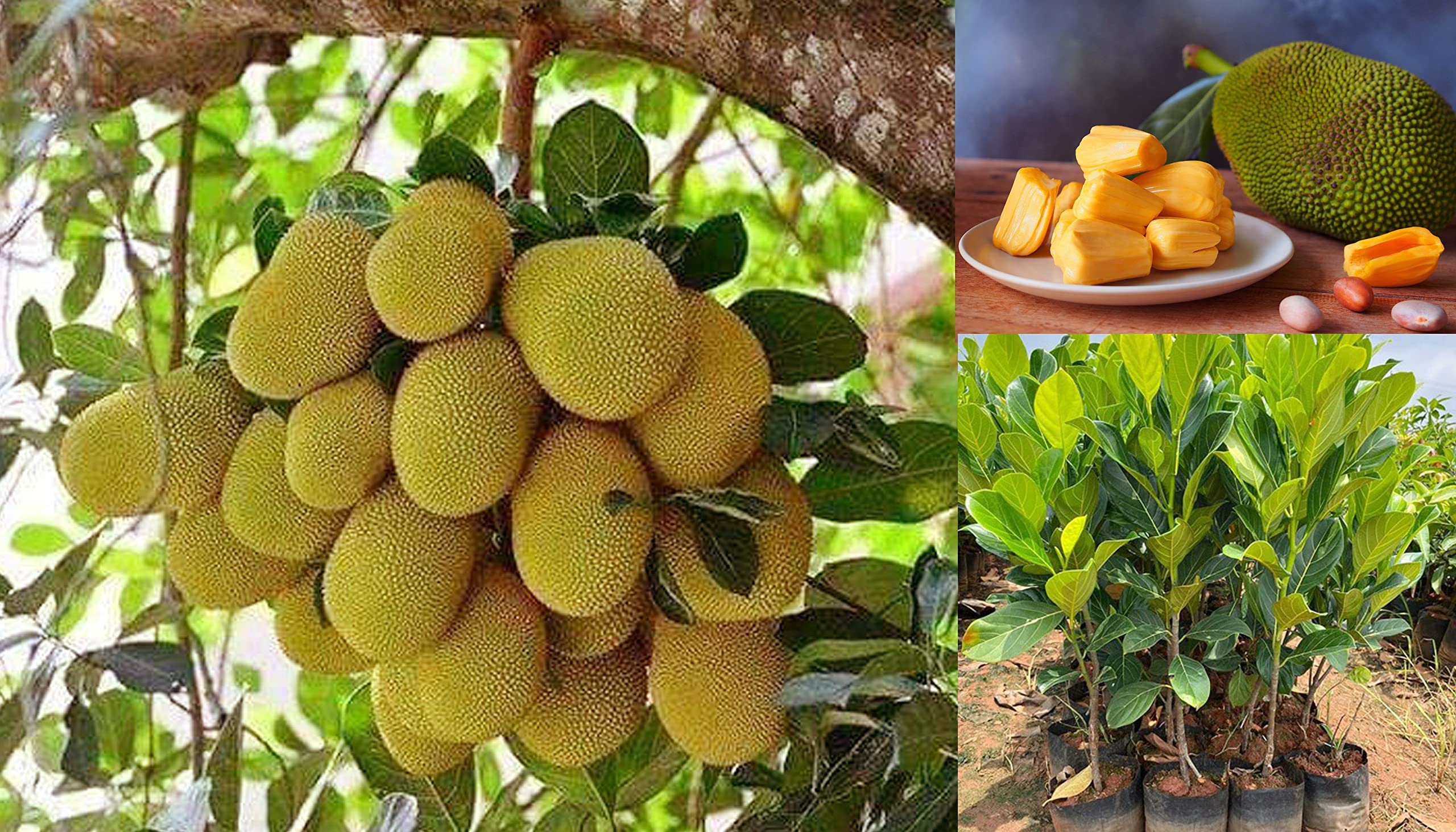 The Gifti® Healthy and Delicious Jackfruit All Season DANG SURIYA THAILAND Variety Grafted Live Sweet Fruit Plant [ Pack of 2 ] Live Plant in Nursery grow bags (B0C4TDM5SQ) Amazon Price History, Amazon Price Tracker