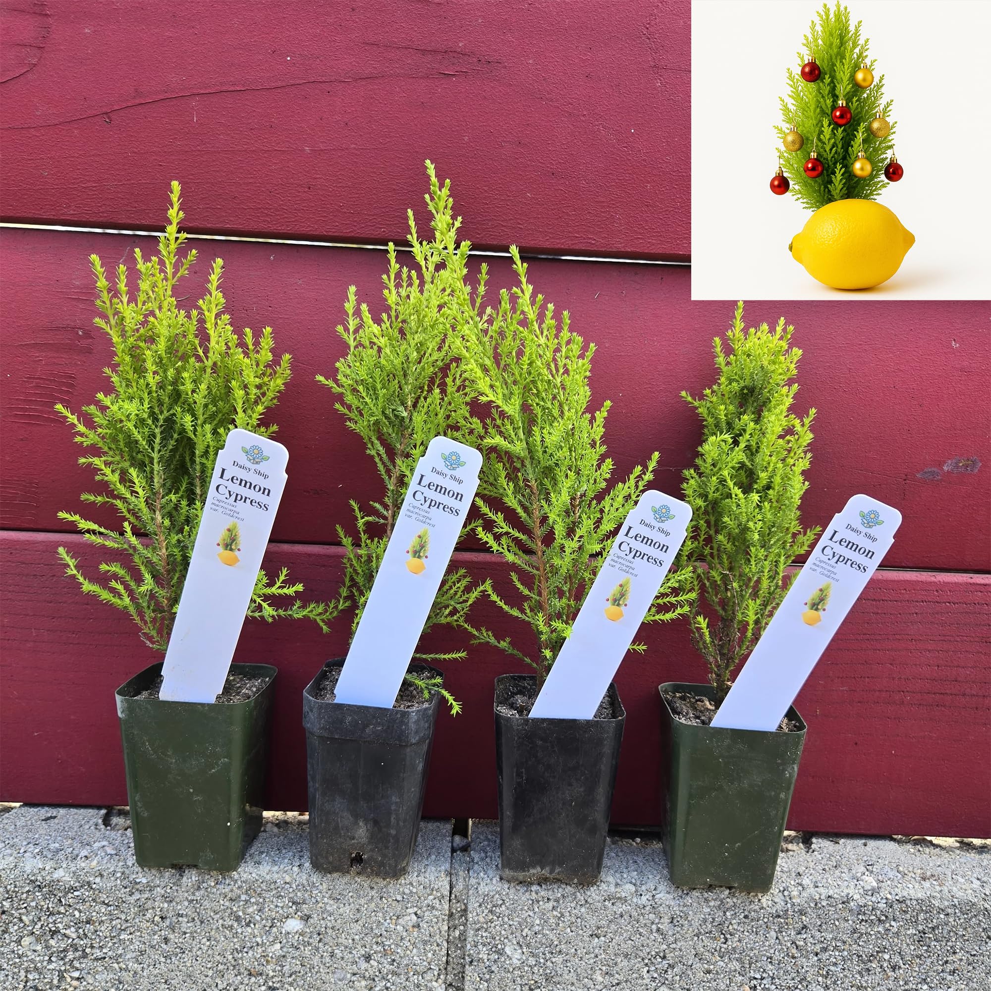 Lemony Christmas Tree Cypress