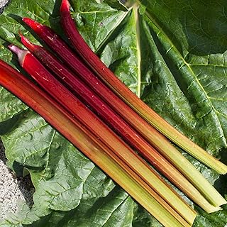 Rhubarb Raspberry Red | Vegetable Crowns Grow Your Own | Ready to Plant Garden Bare Root (1 Crown)