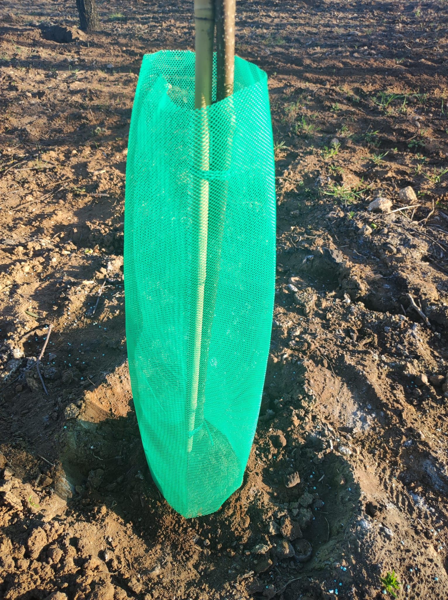 Todo Cultivo Protector de Malla para árboles 60 cm. de Altura. 50 uds Color Verde. Protector indicado para Zonas calurosas Donde la Planta Necesita airearse.