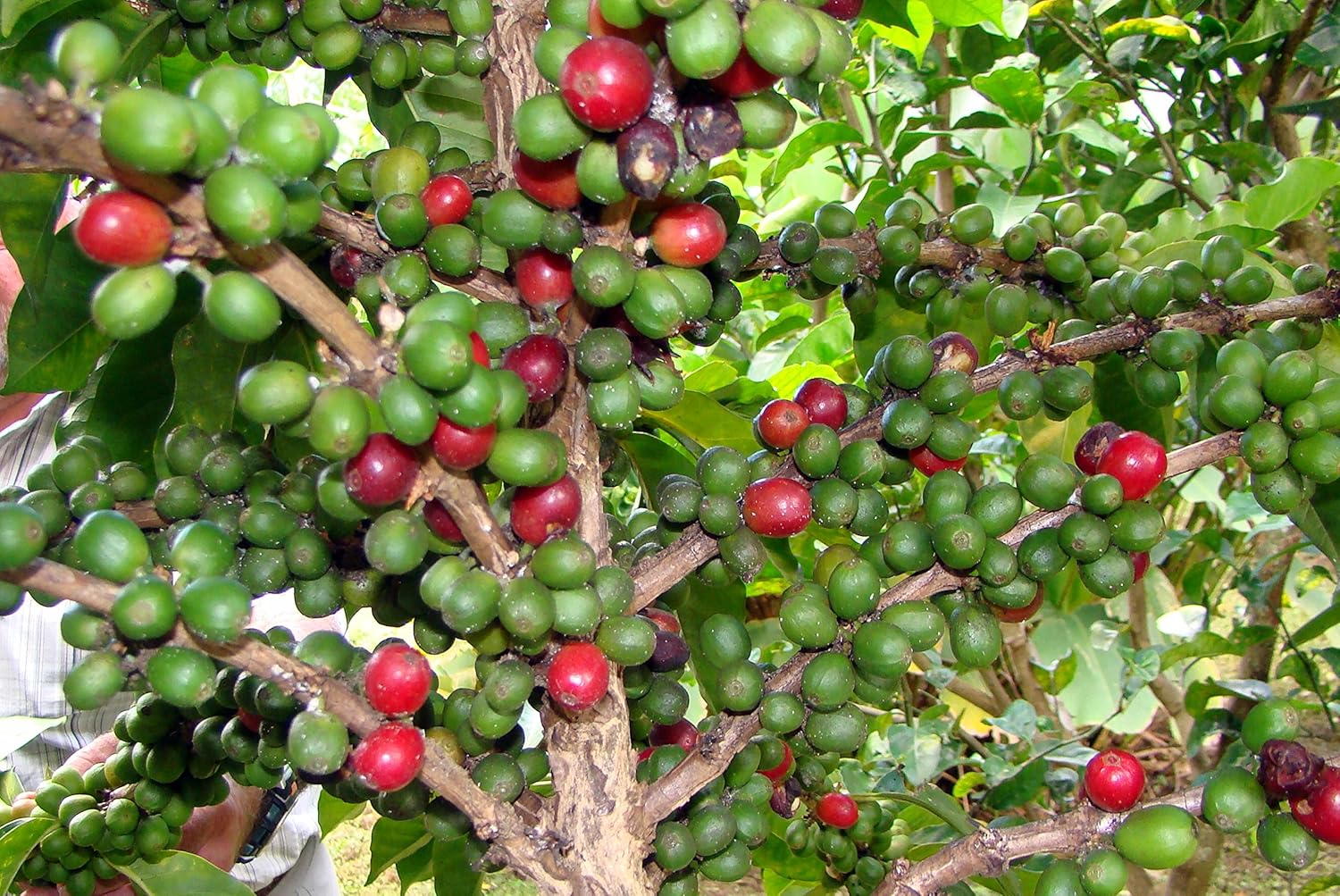 Panama Coffee Cafe Duran Cafe De Altura Molido Regular 1 Pound Freshly Imported Coffee From the Highlands of Chiriqui (Boquete) 2-Pack.